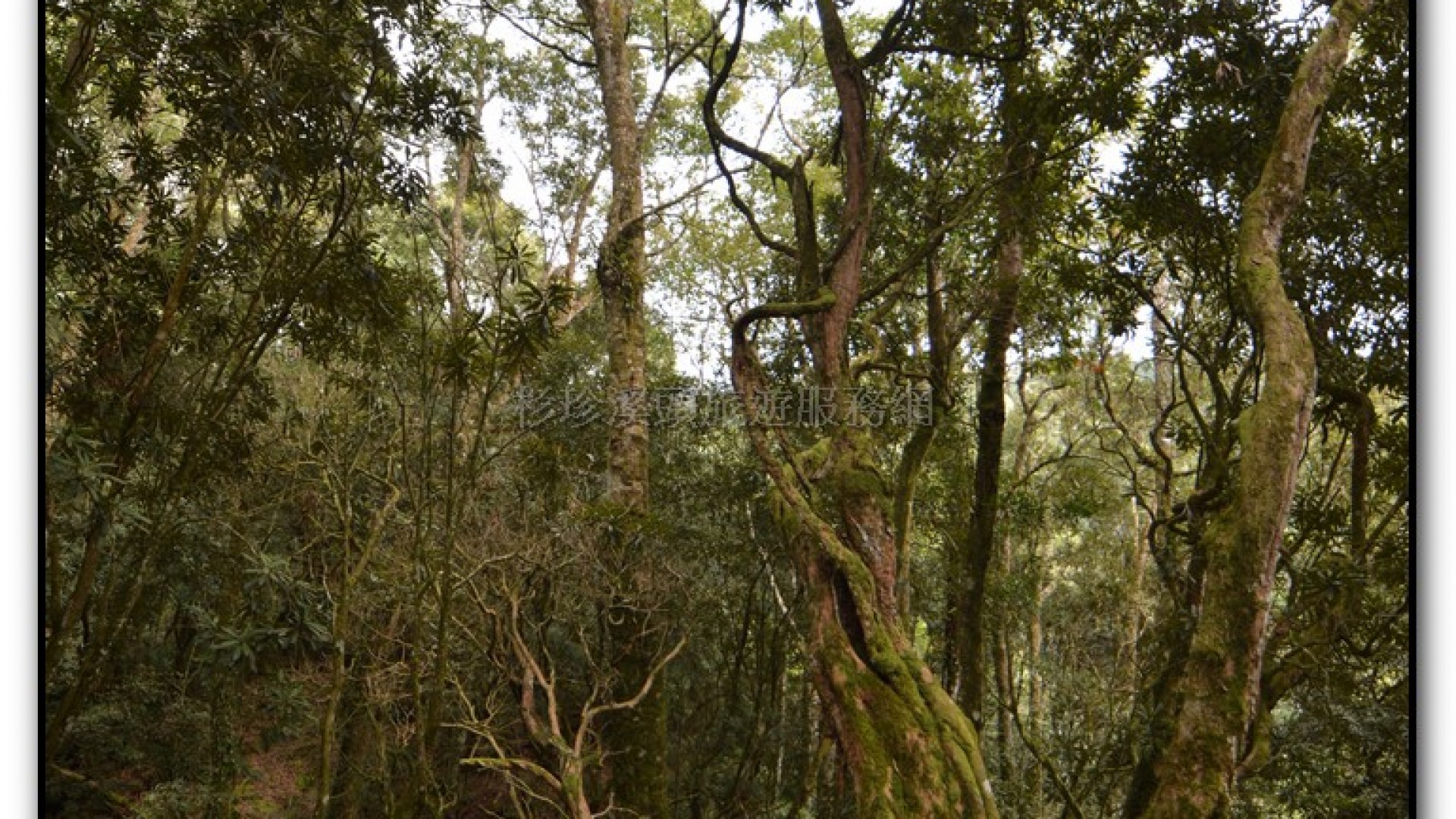 森林公園-杉林溪旅遊景點