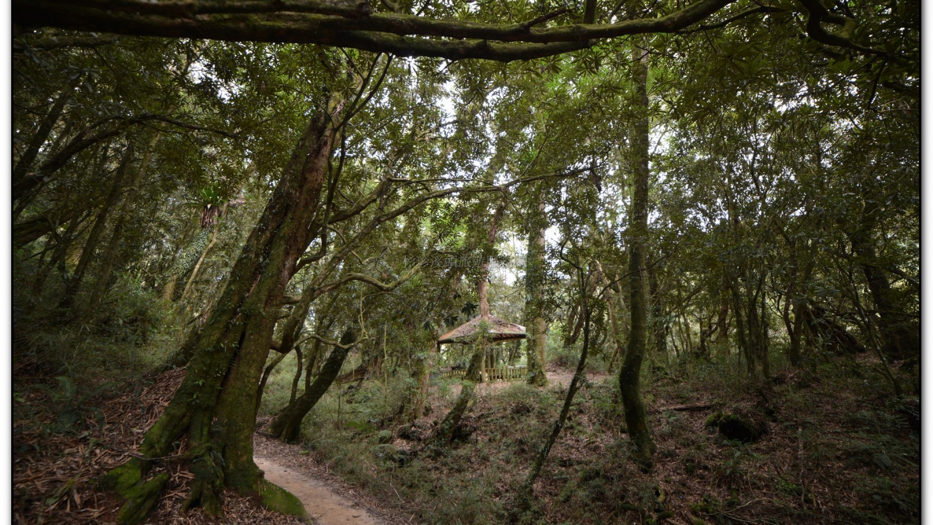森林公園-杉林溪旅遊景點