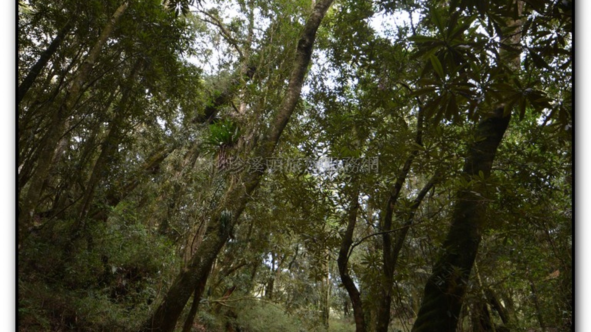 森林公園-杉林溪旅遊景點