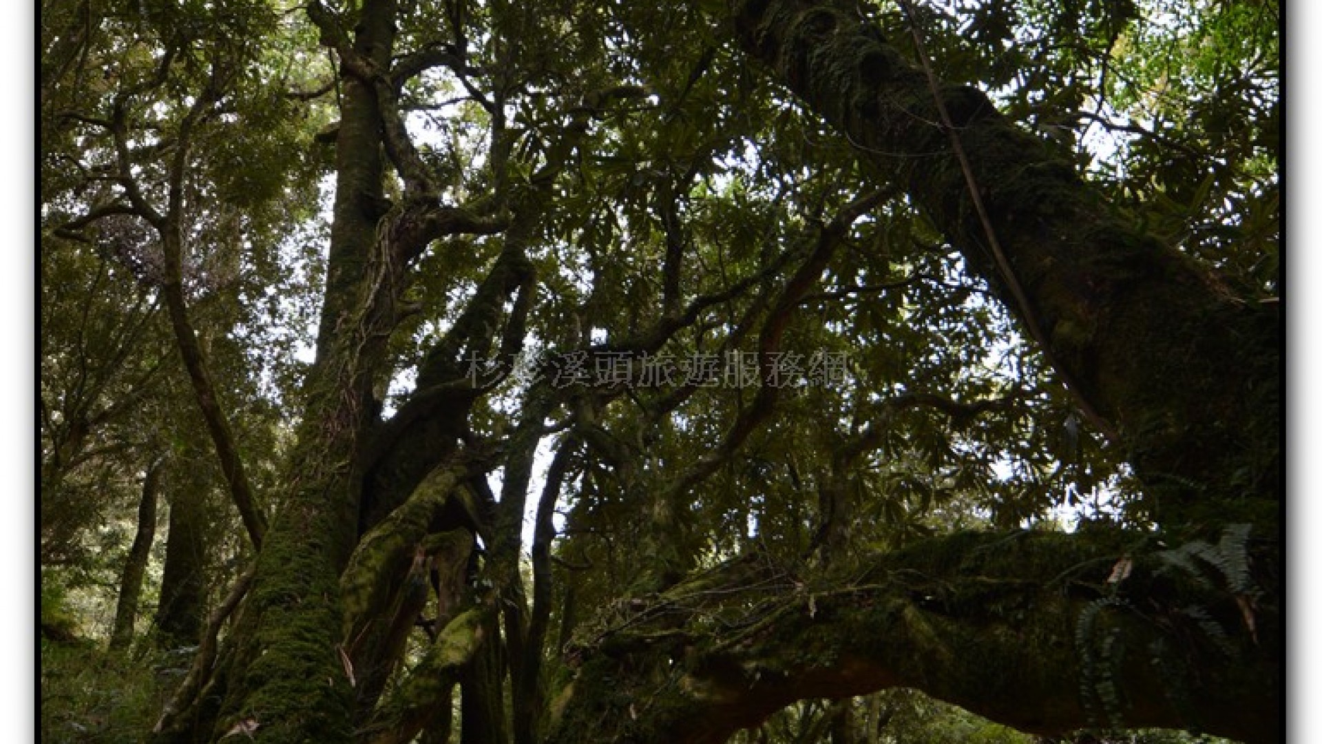 森林公園-杉林溪旅遊景點