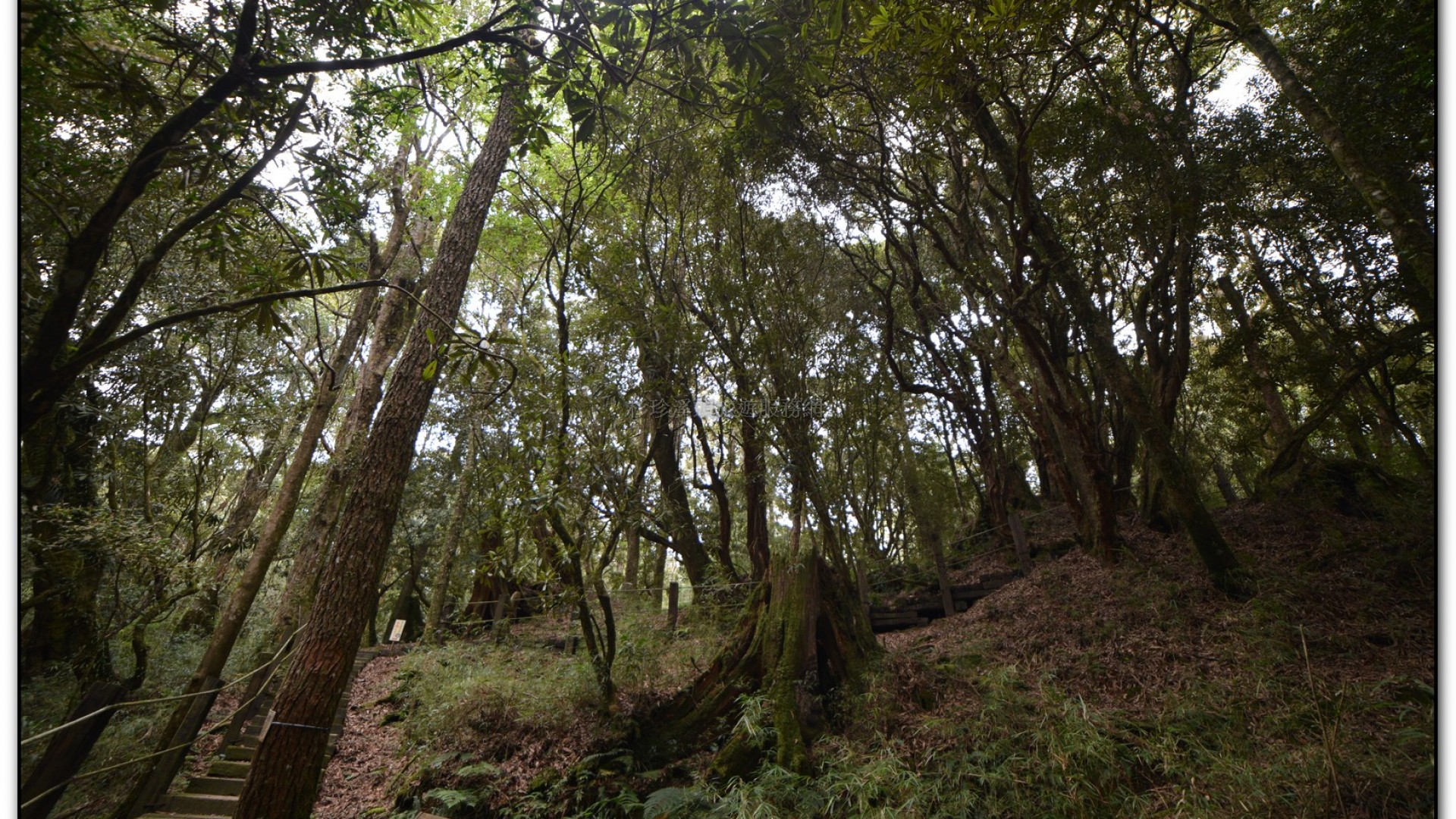 森林公園-杉林溪旅遊景點