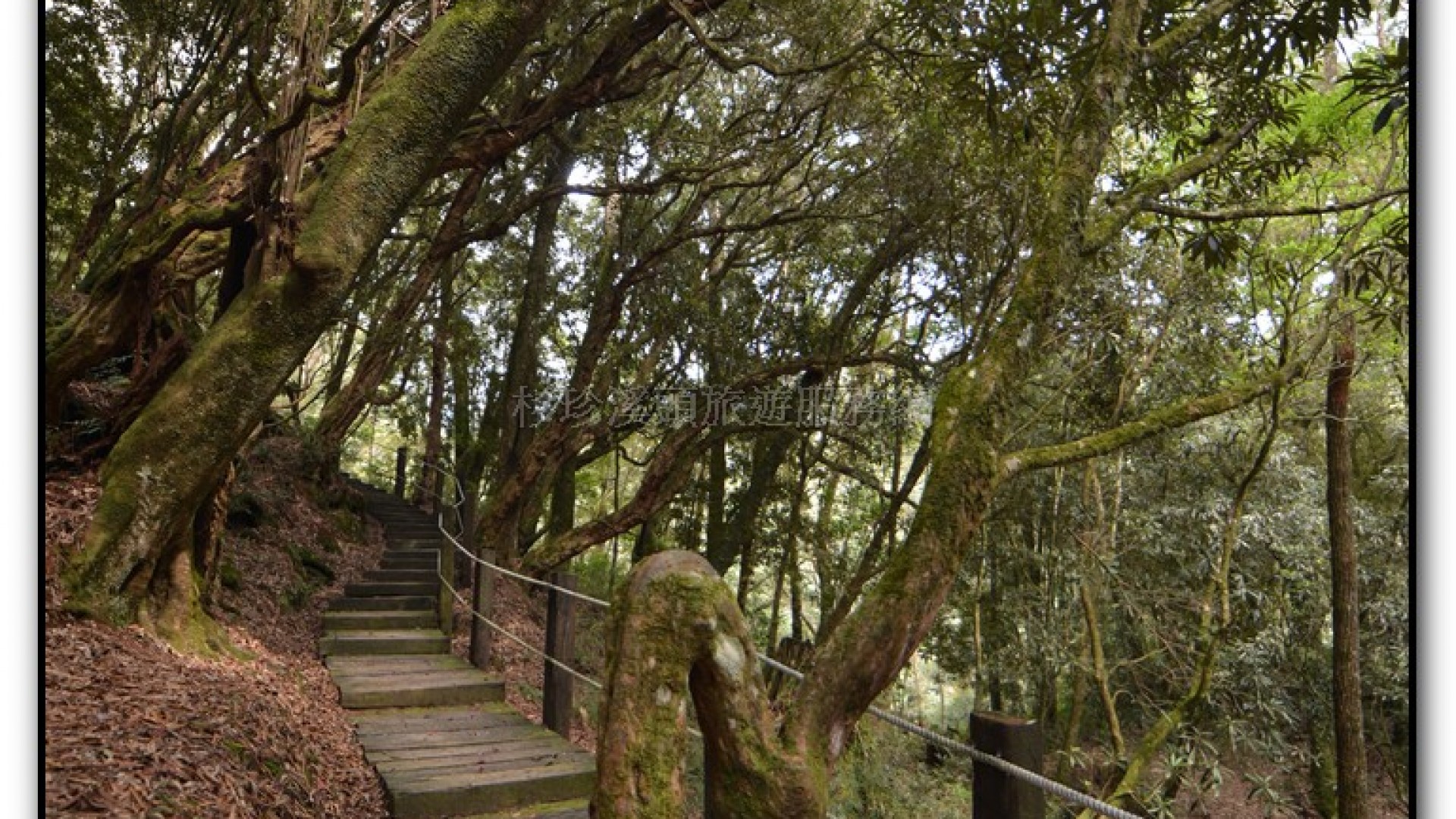 森林公園-杉林溪旅遊景點