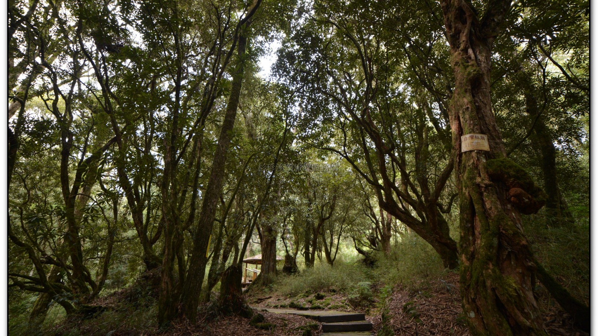 森林公園-杉林溪旅遊景點