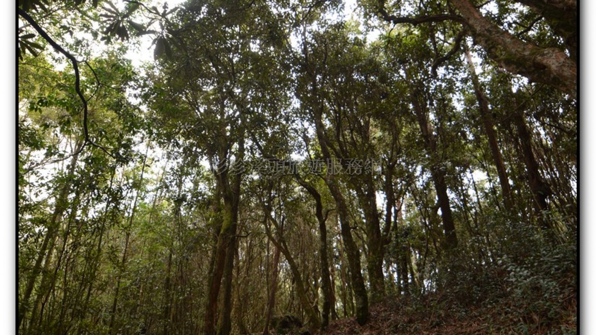 森林公園-杉林溪旅遊景點