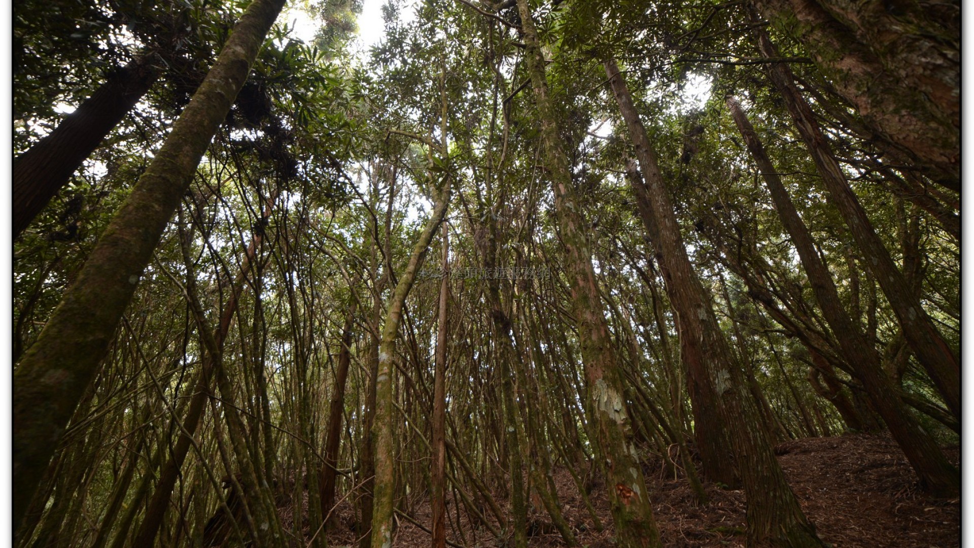 森林公園-杉林溪旅遊景點