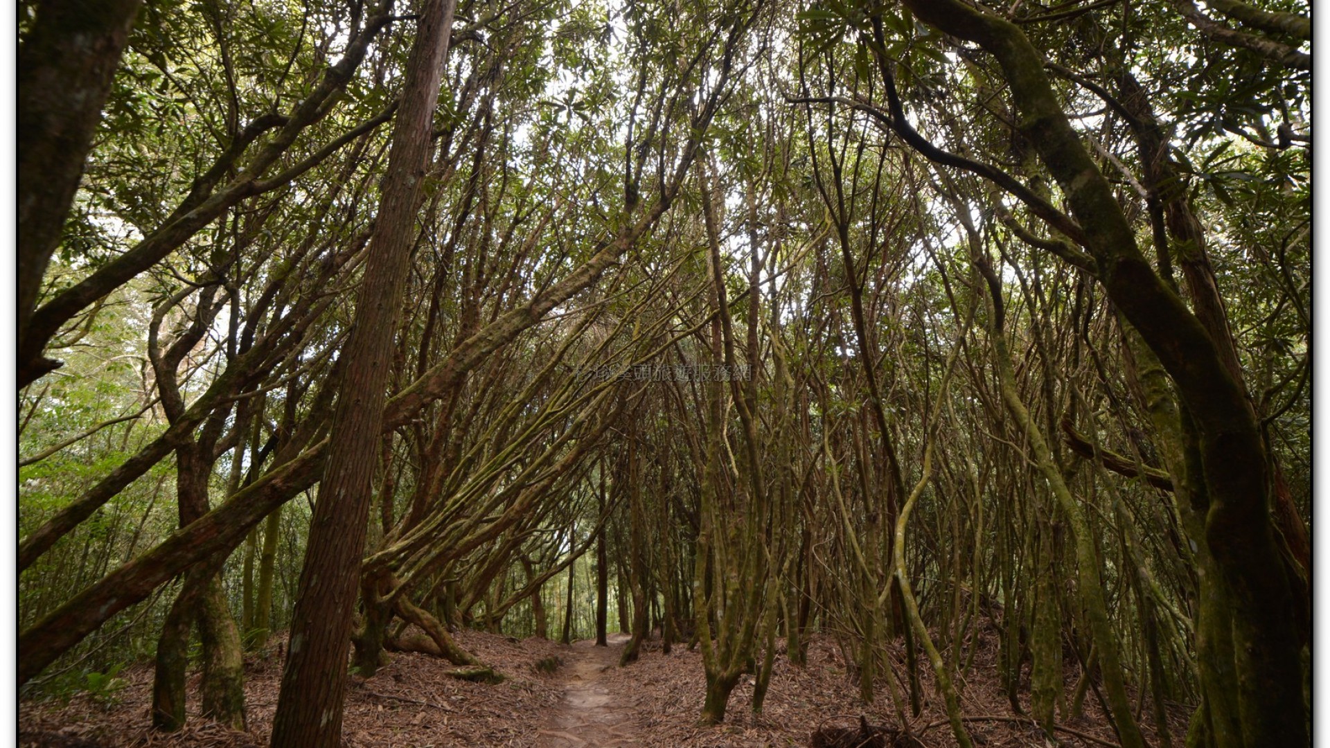 森林公園-杉林溪旅遊景點