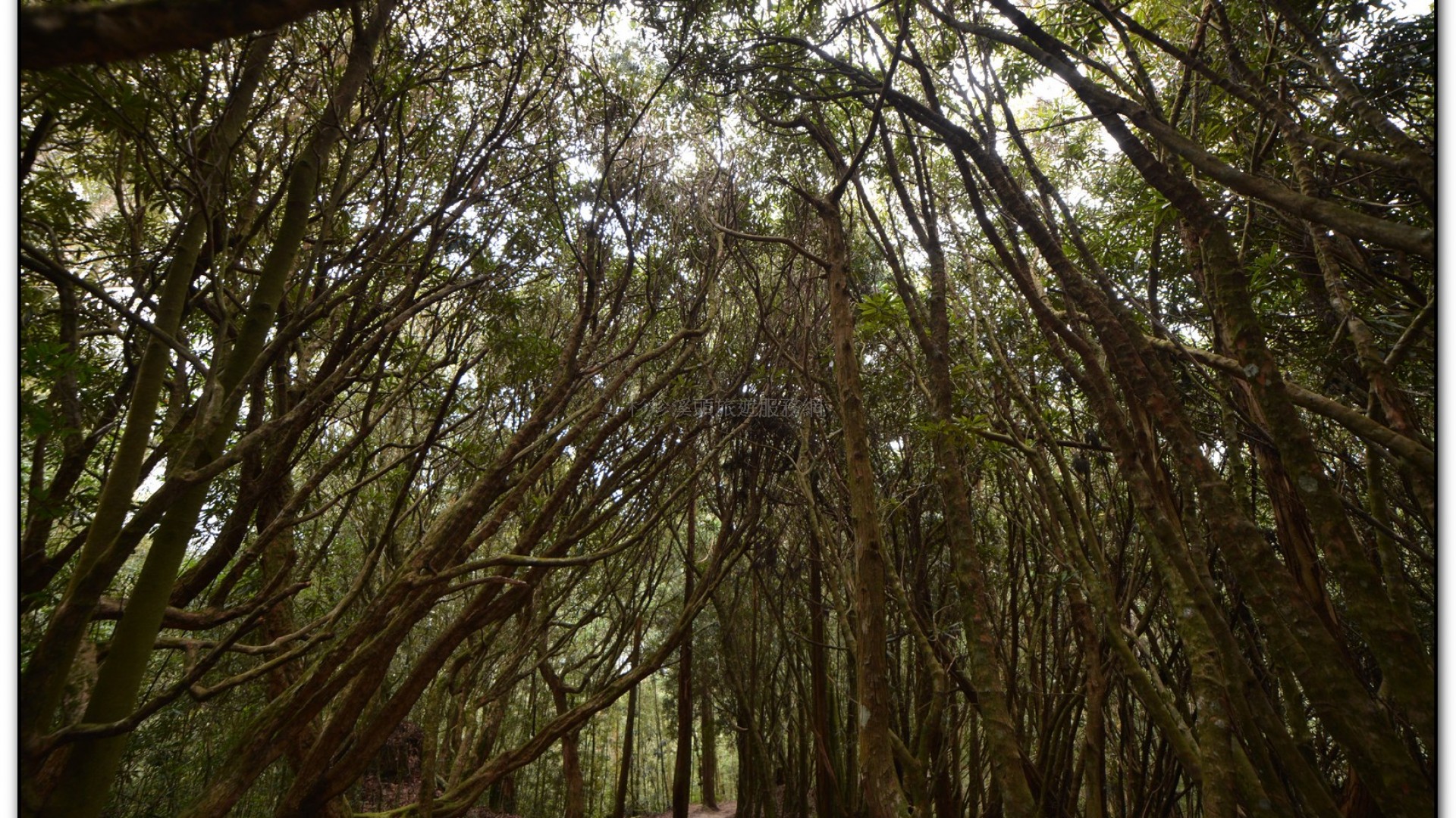森林公園-杉林溪旅遊景點