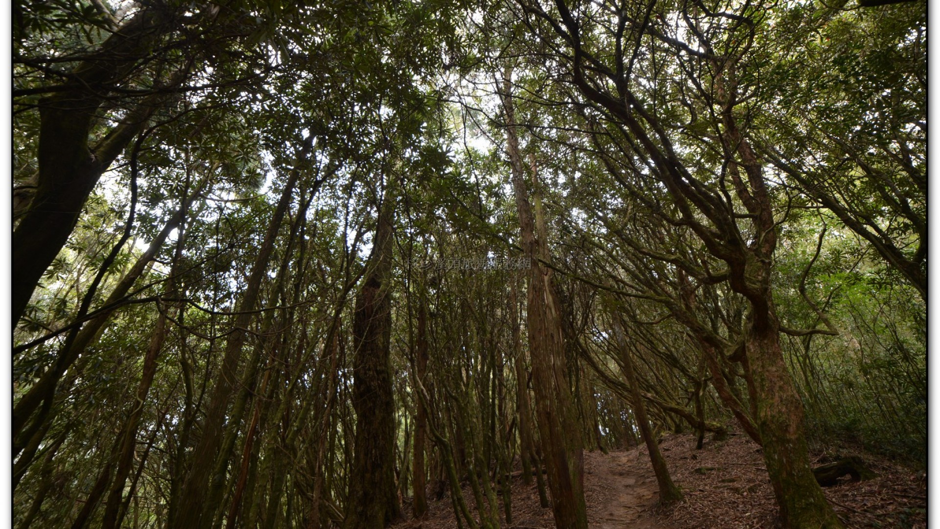 森林公園-杉林溪旅遊景點