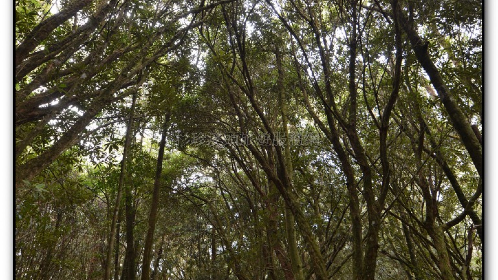 森林公園-杉林溪旅遊景點