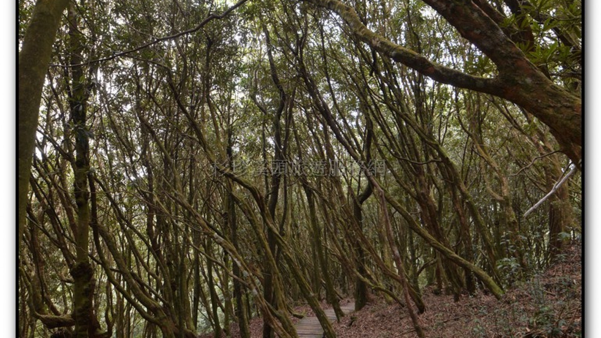 森林公園-杉林溪旅遊景點