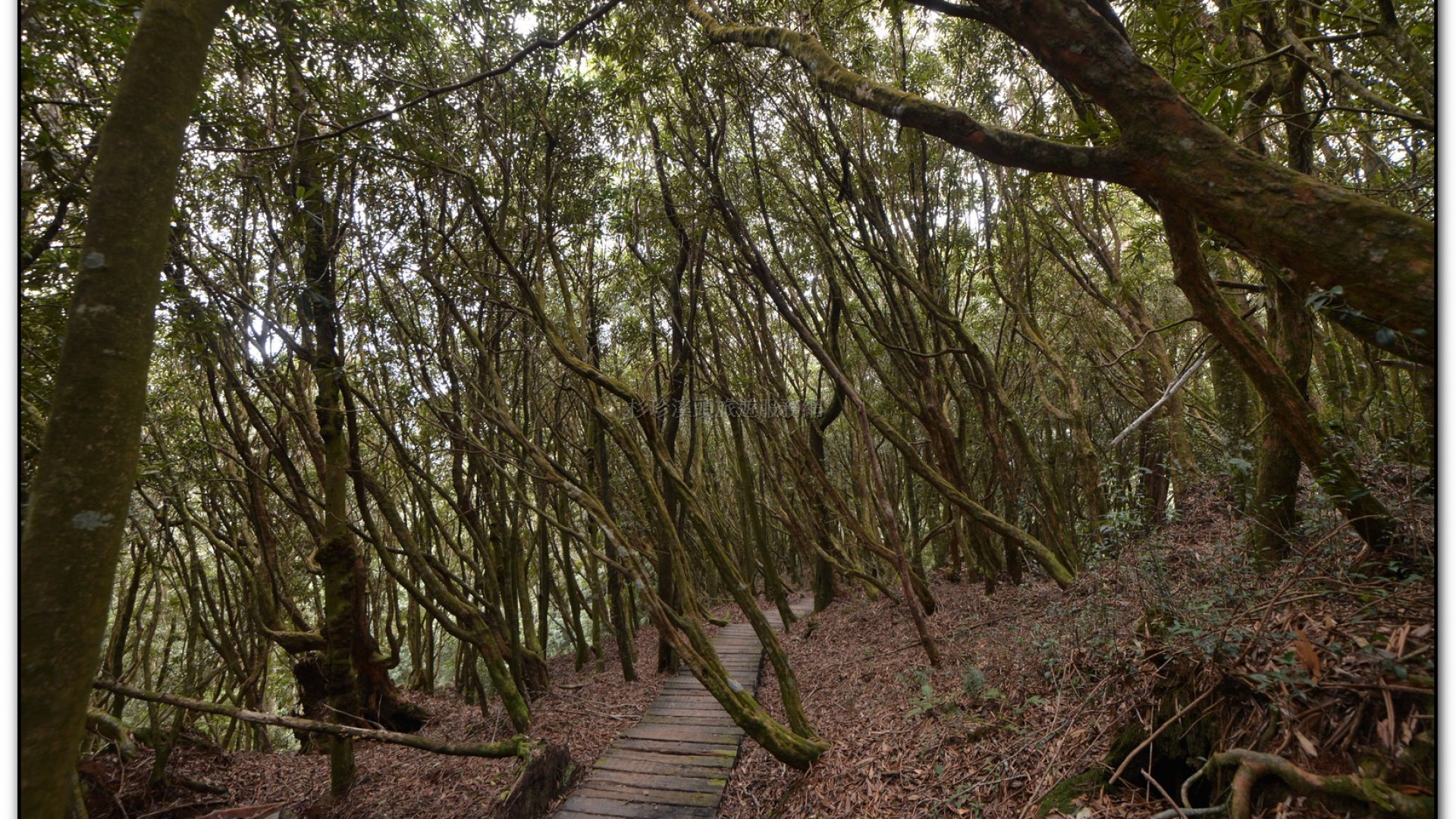 森林公園-杉林溪旅遊景點