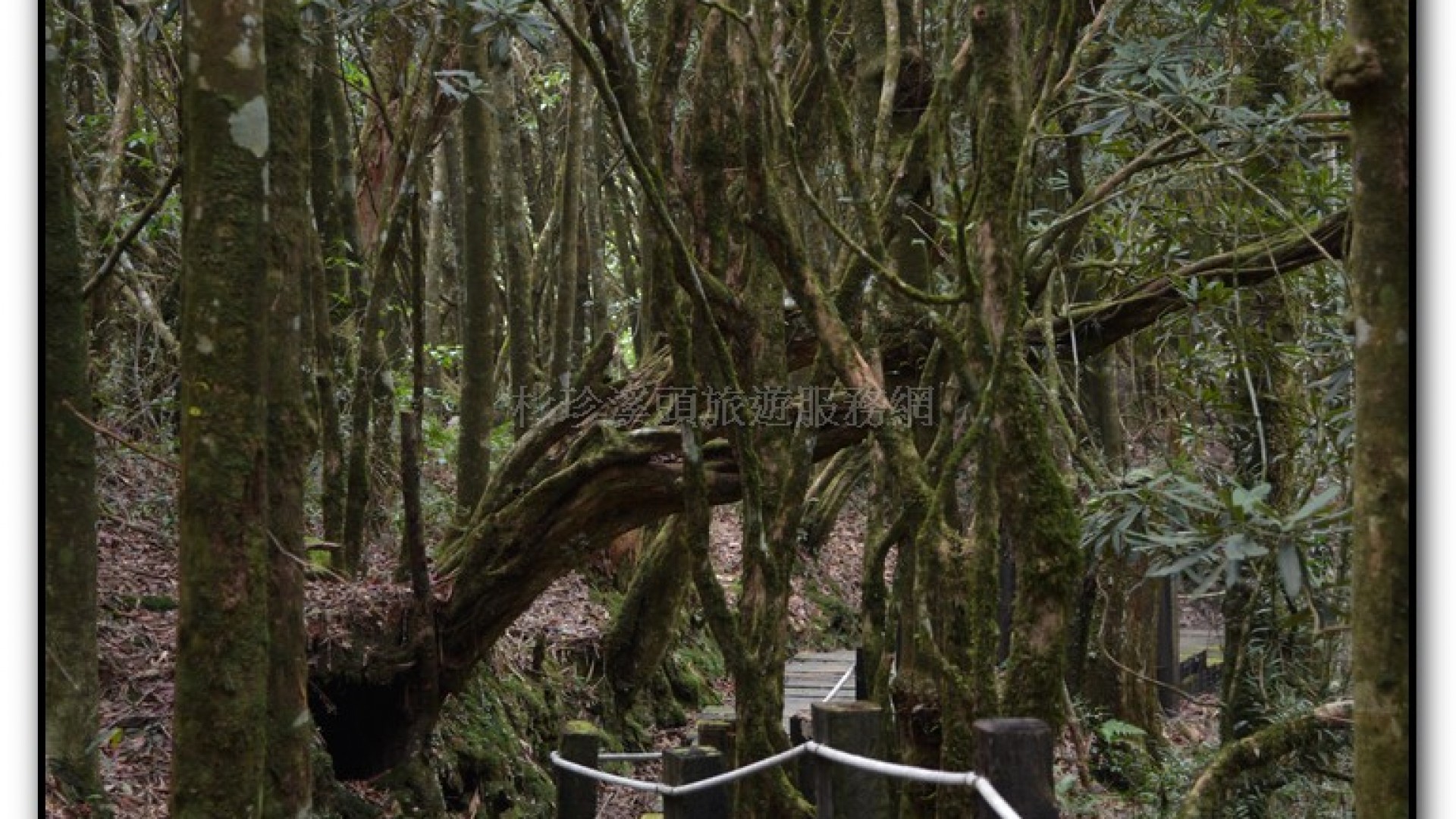 森林公園-杉林溪旅遊景點