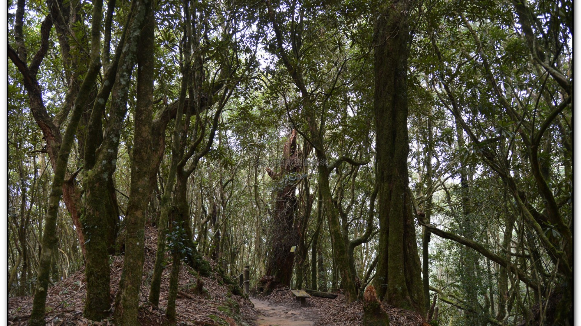 森林公園-杉林溪旅遊景點