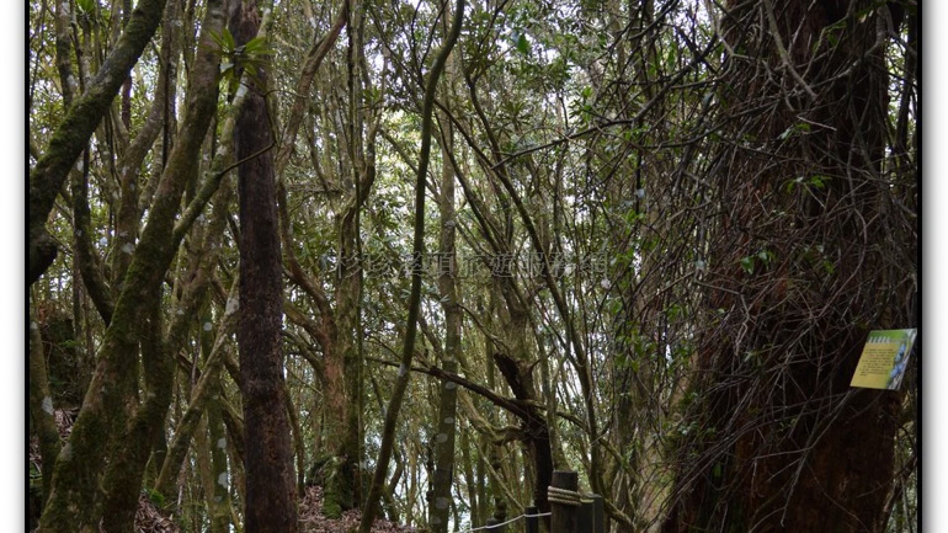 森林公園-杉林溪旅遊景點