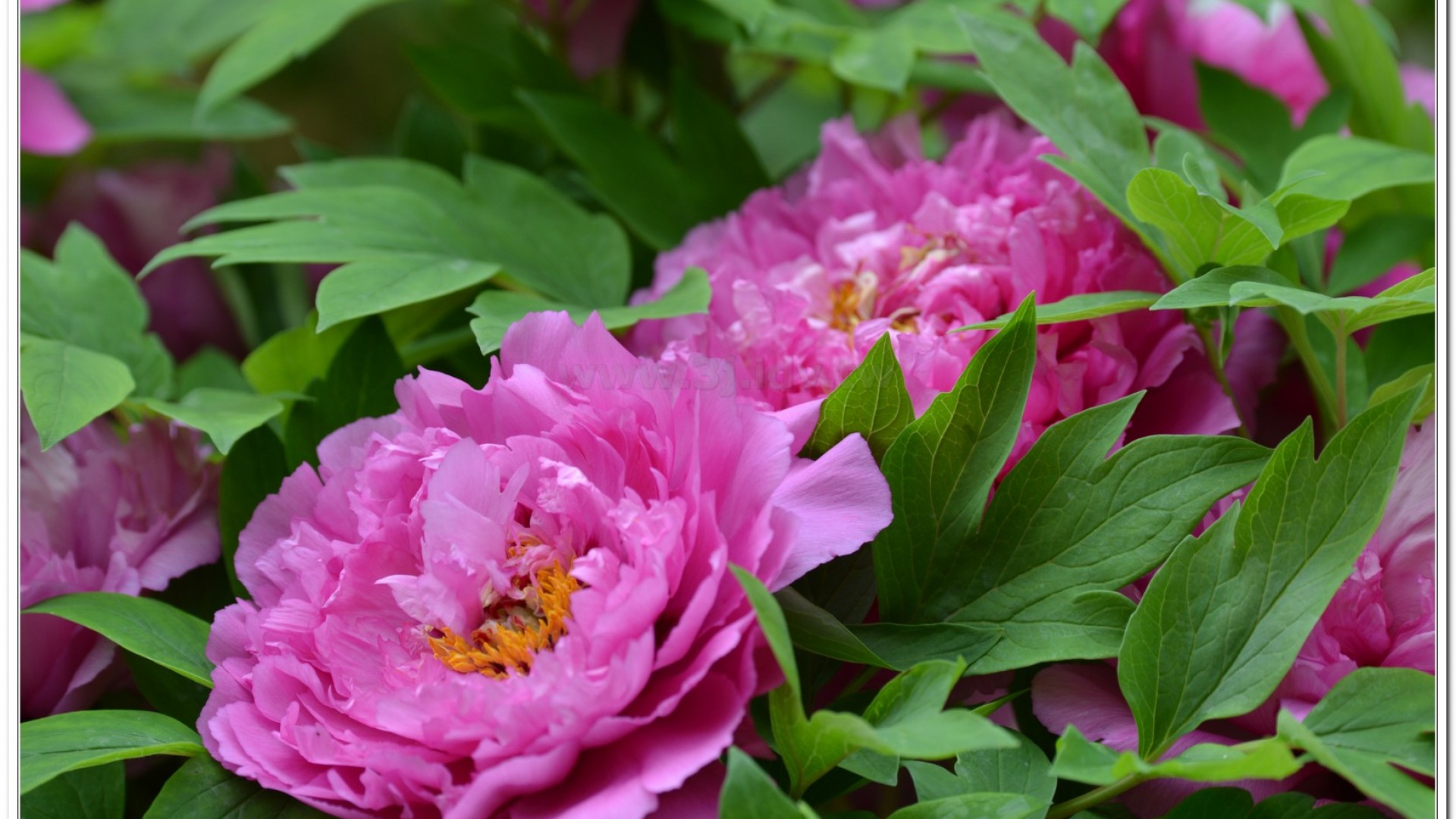 2014杉林溪牡丹花、鬱金香花季
