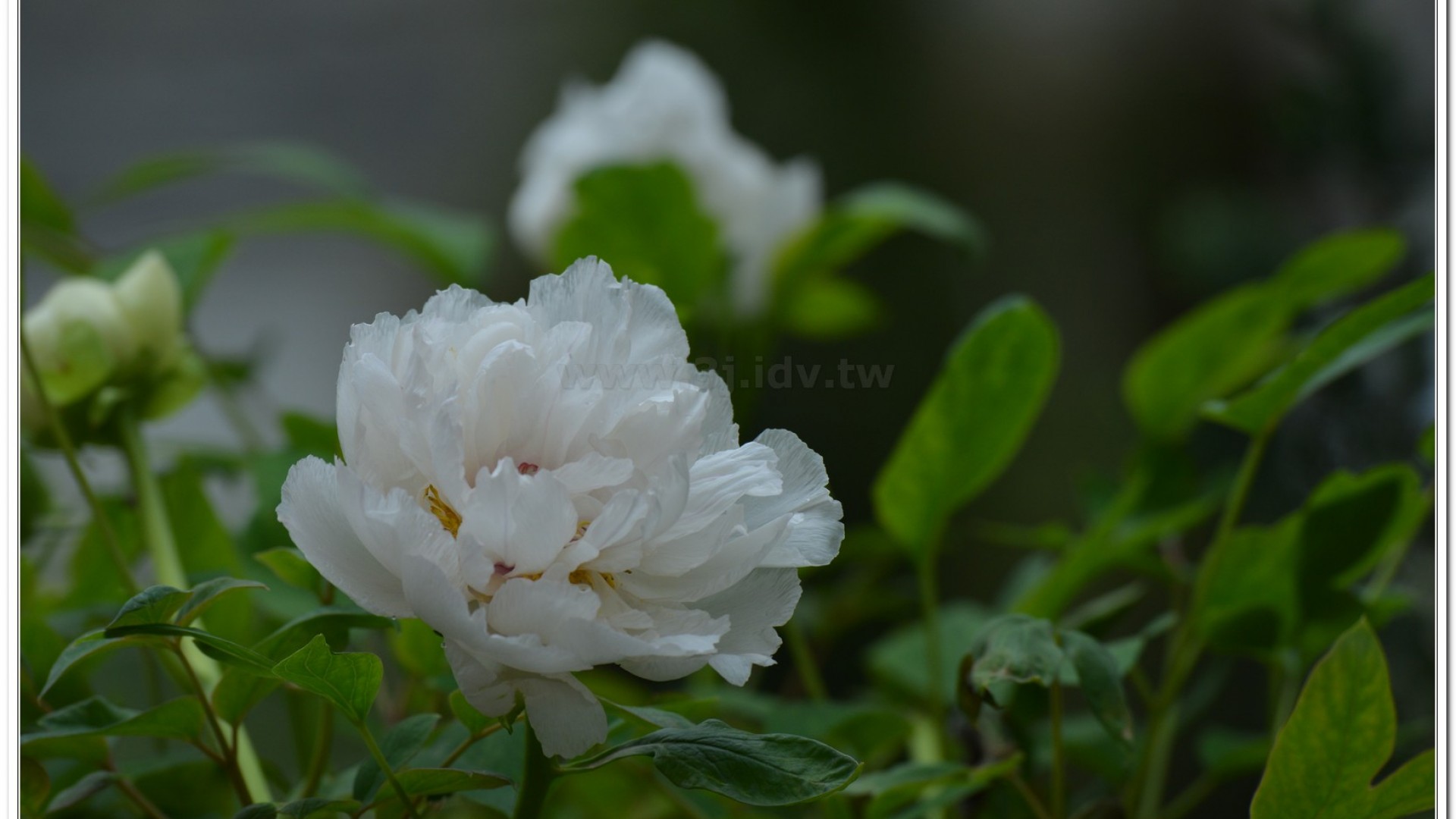 2014杉林溪牡丹花、鬱金香花季