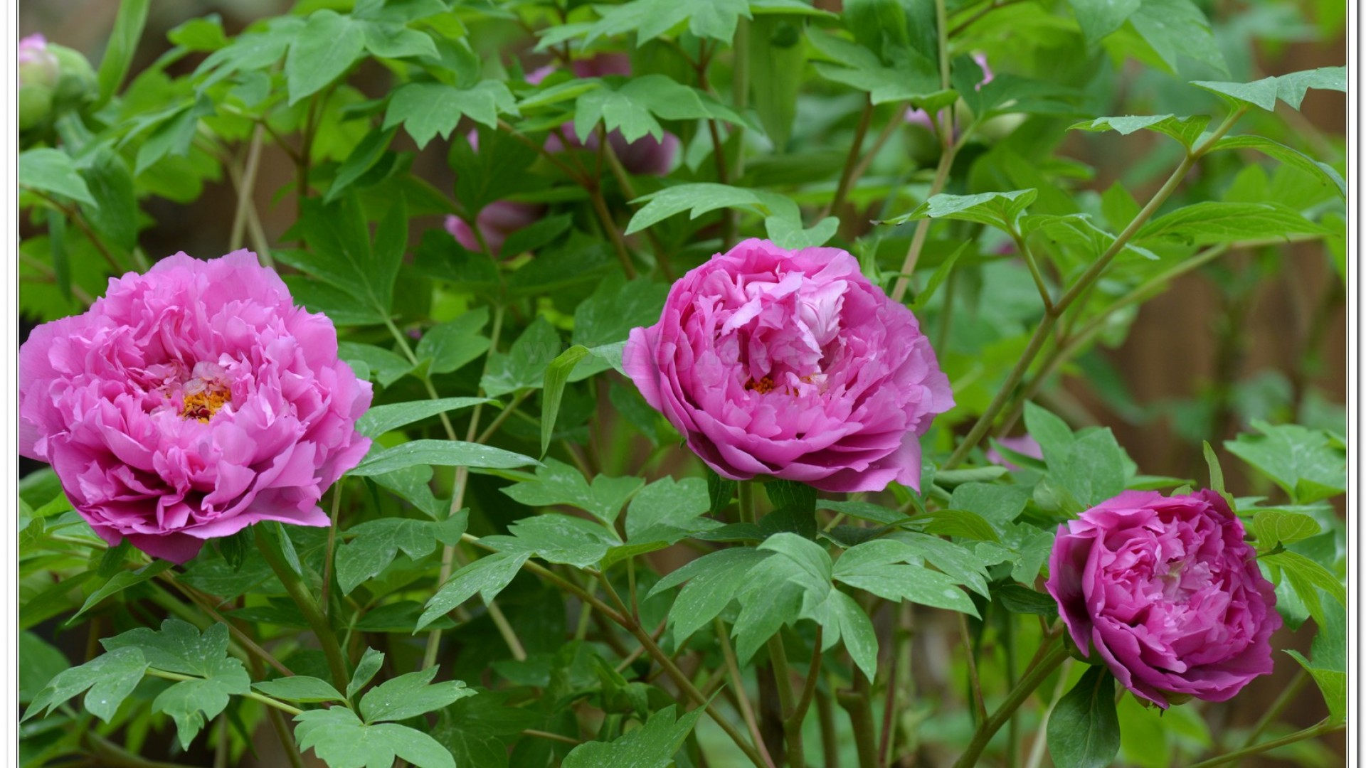 2014杉林溪牡丹花、鬱金香花季