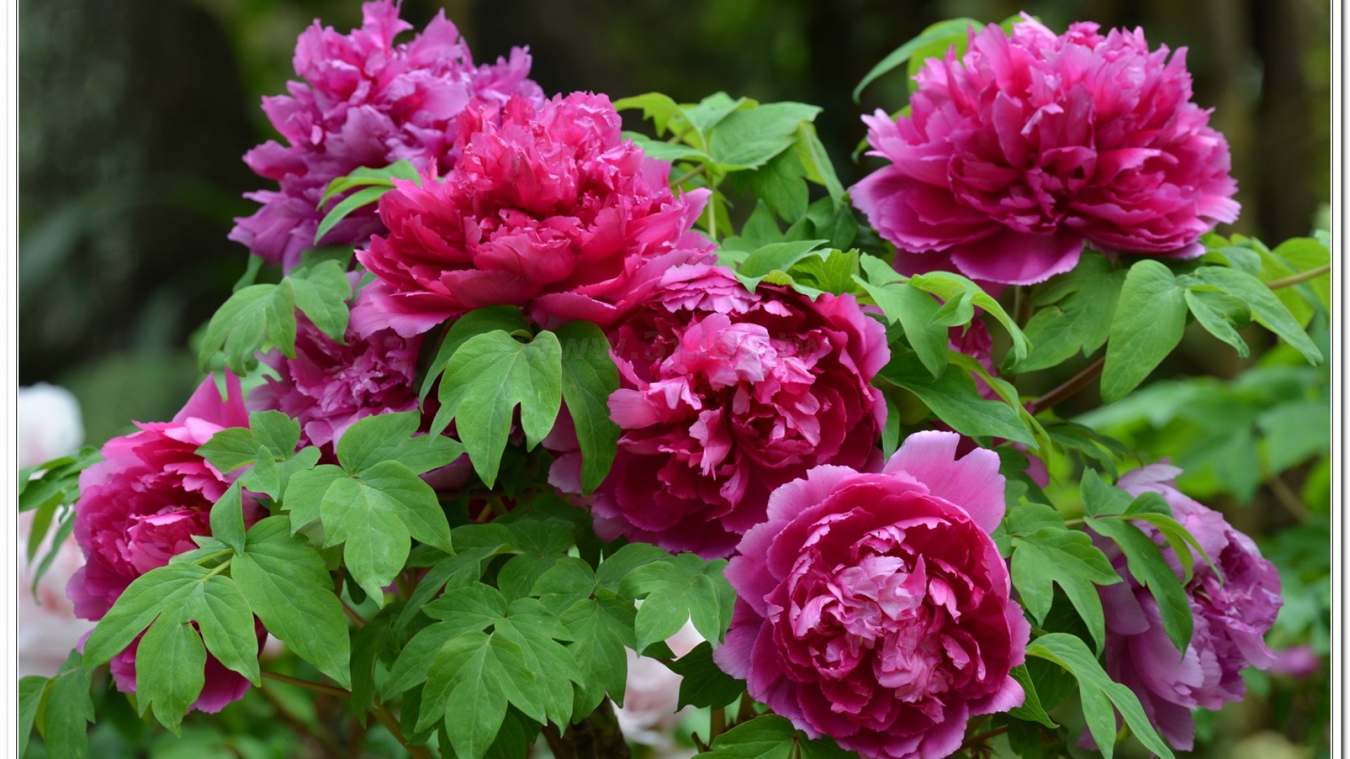 2014杉林溪牡丹花、鬱金香花季