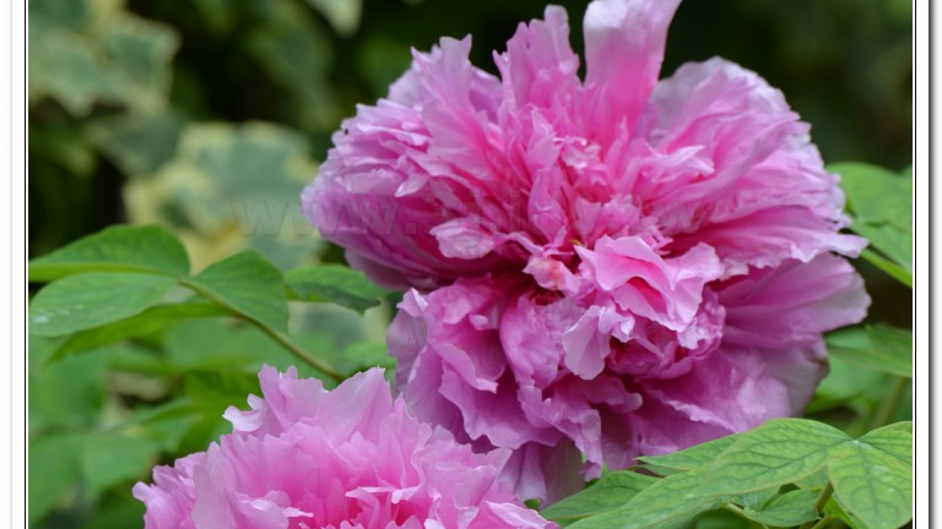 2014杉林溪牡丹花、鬱金香花季