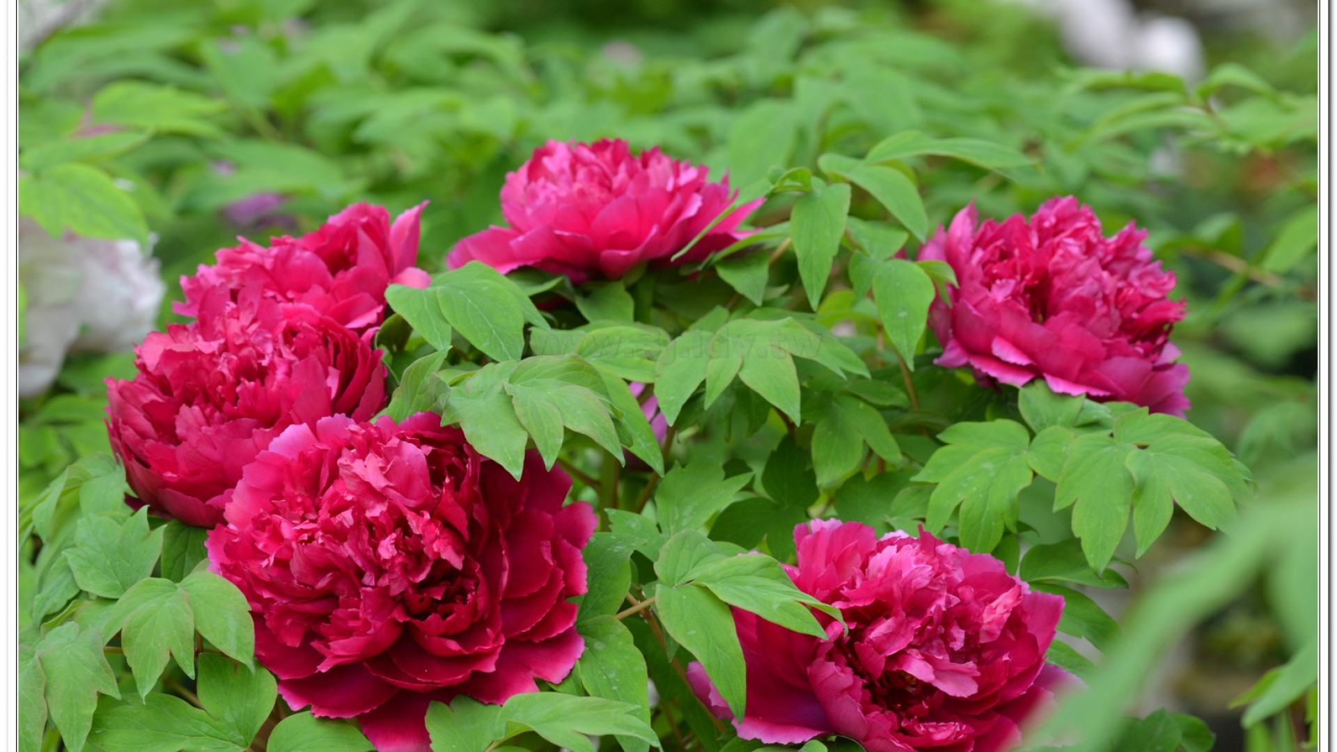 2014杉林溪牡丹花、鬱金香花季