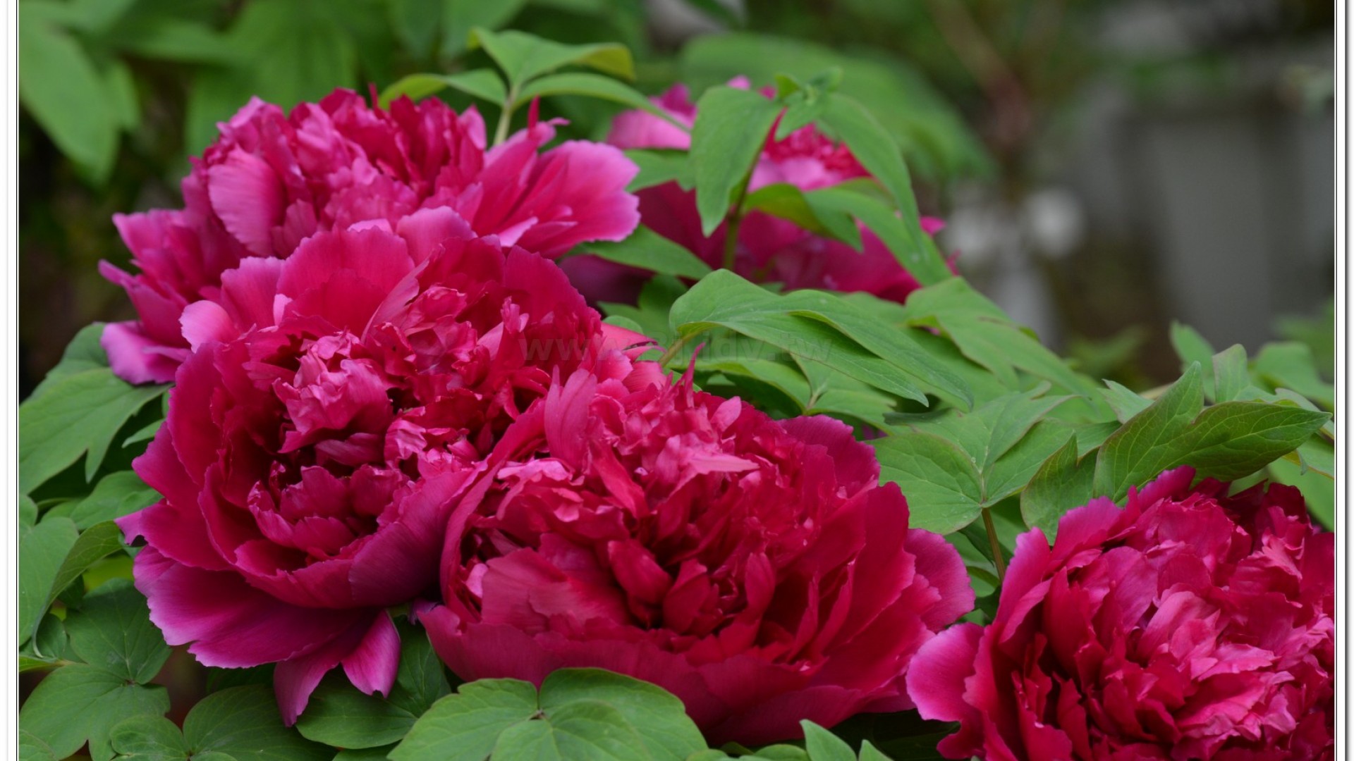 2014杉林溪牡丹花、鬱金香花季