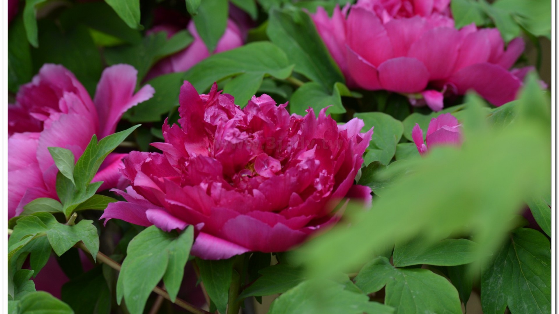 2014杉林溪牡丹花、鬱金香花季