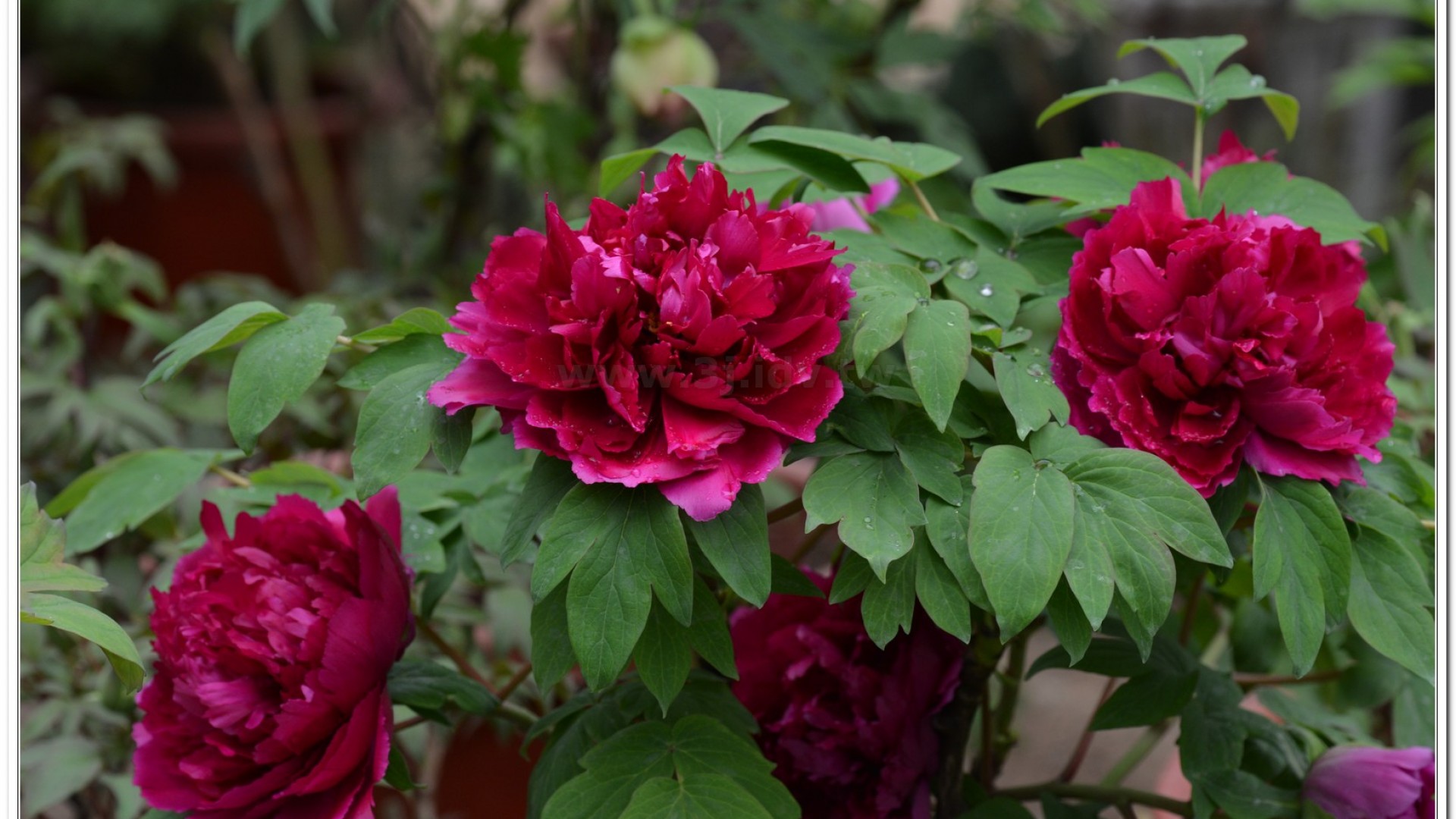 2014杉林溪牡丹花、鬱金香花季