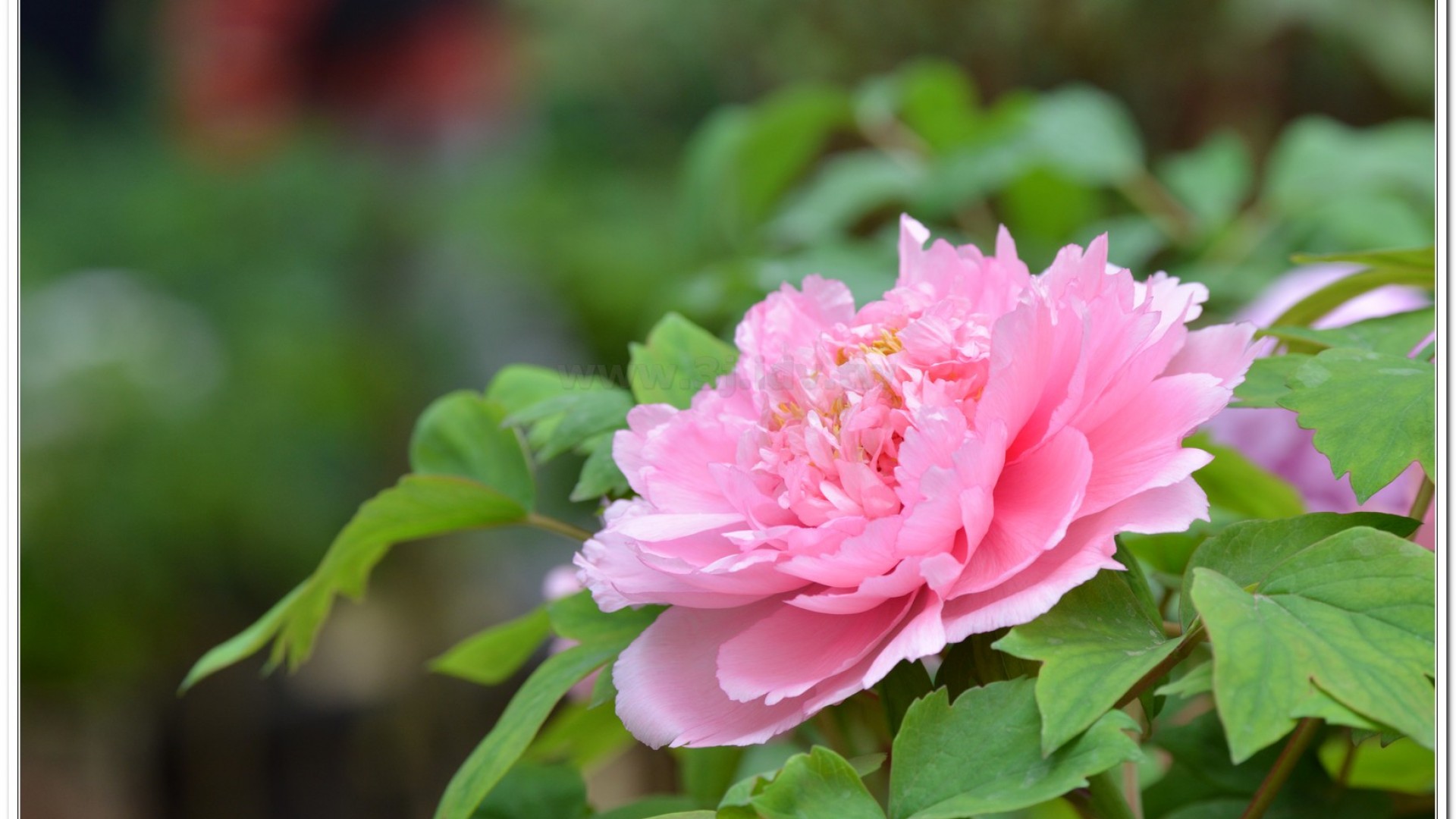 2014杉林溪牡丹花、鬱金香花季