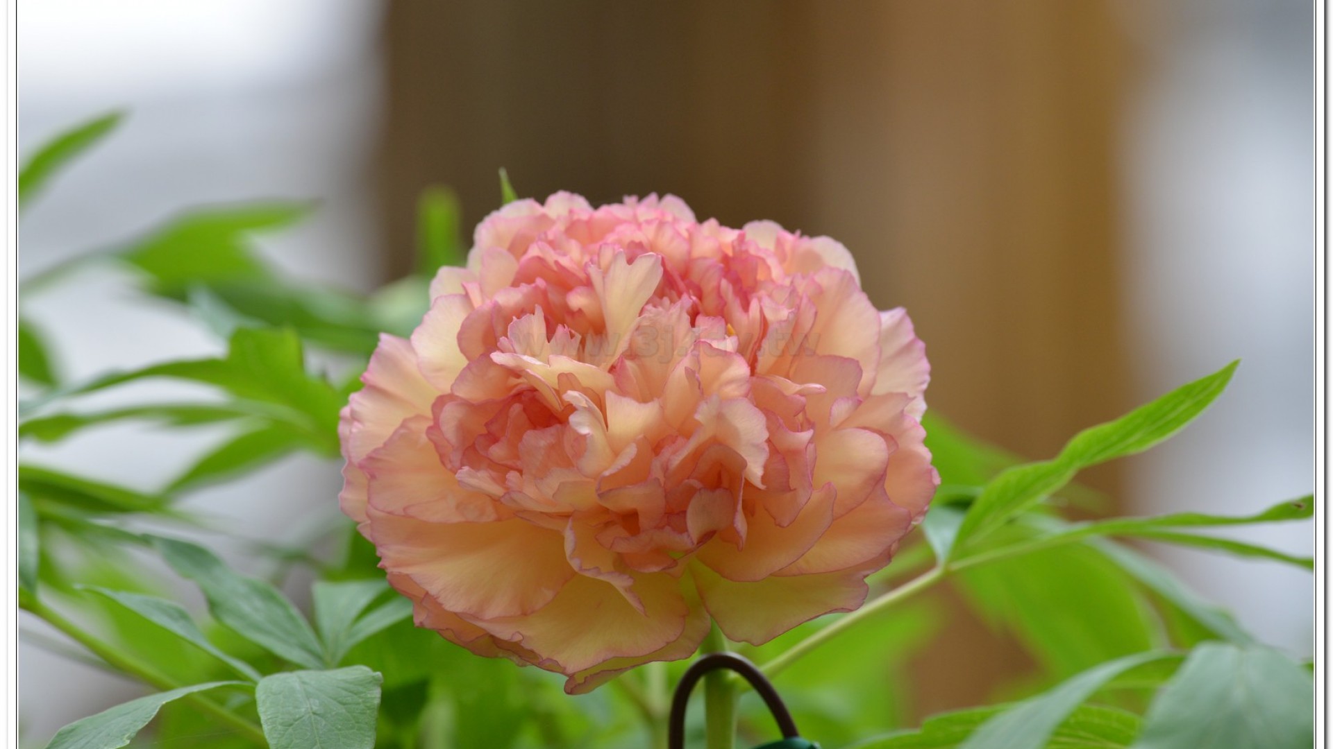 2014杉林溪牡丹花、鬱金香花季