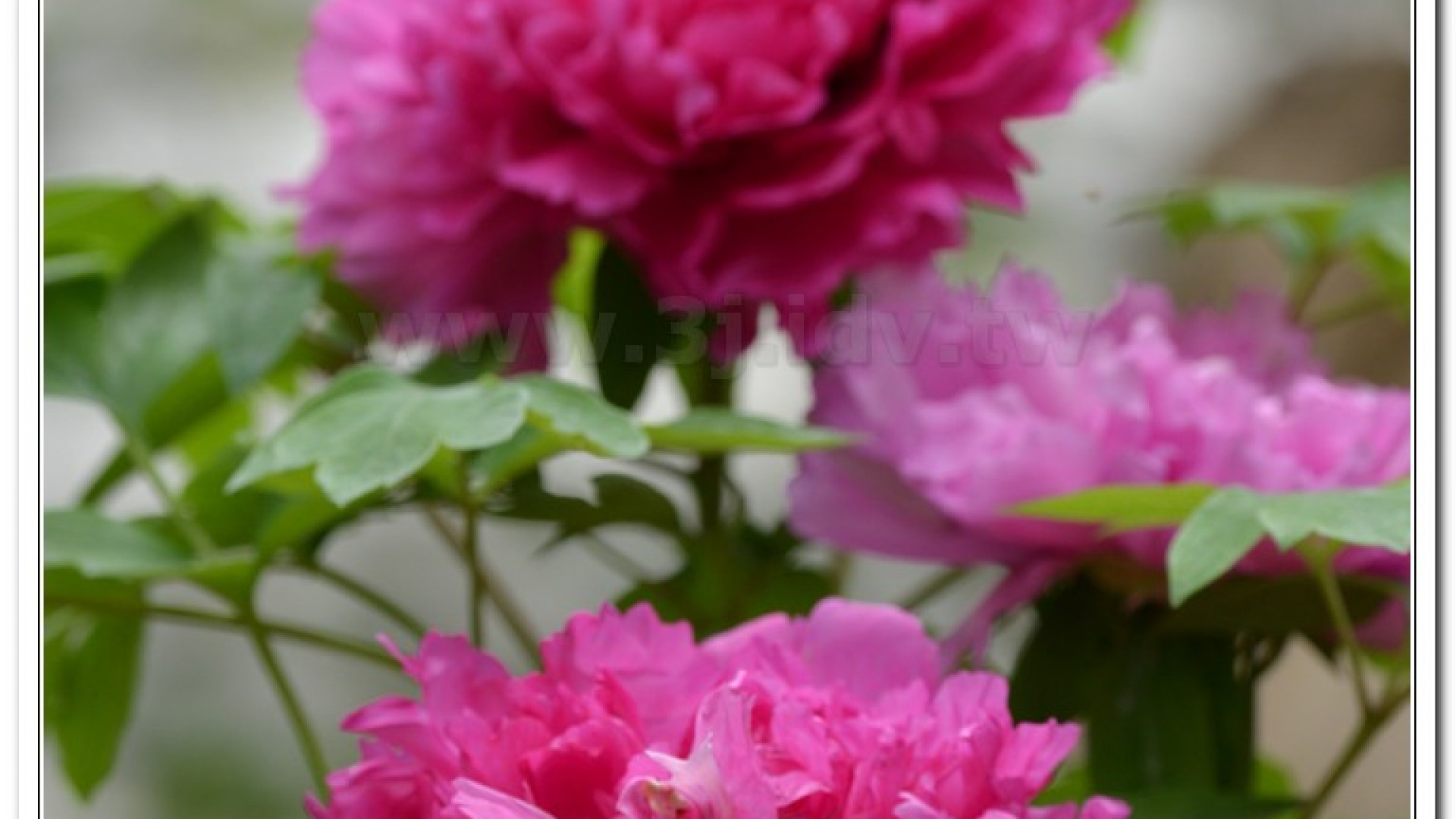 2014杉林溪牡丹花、鬱金香花季