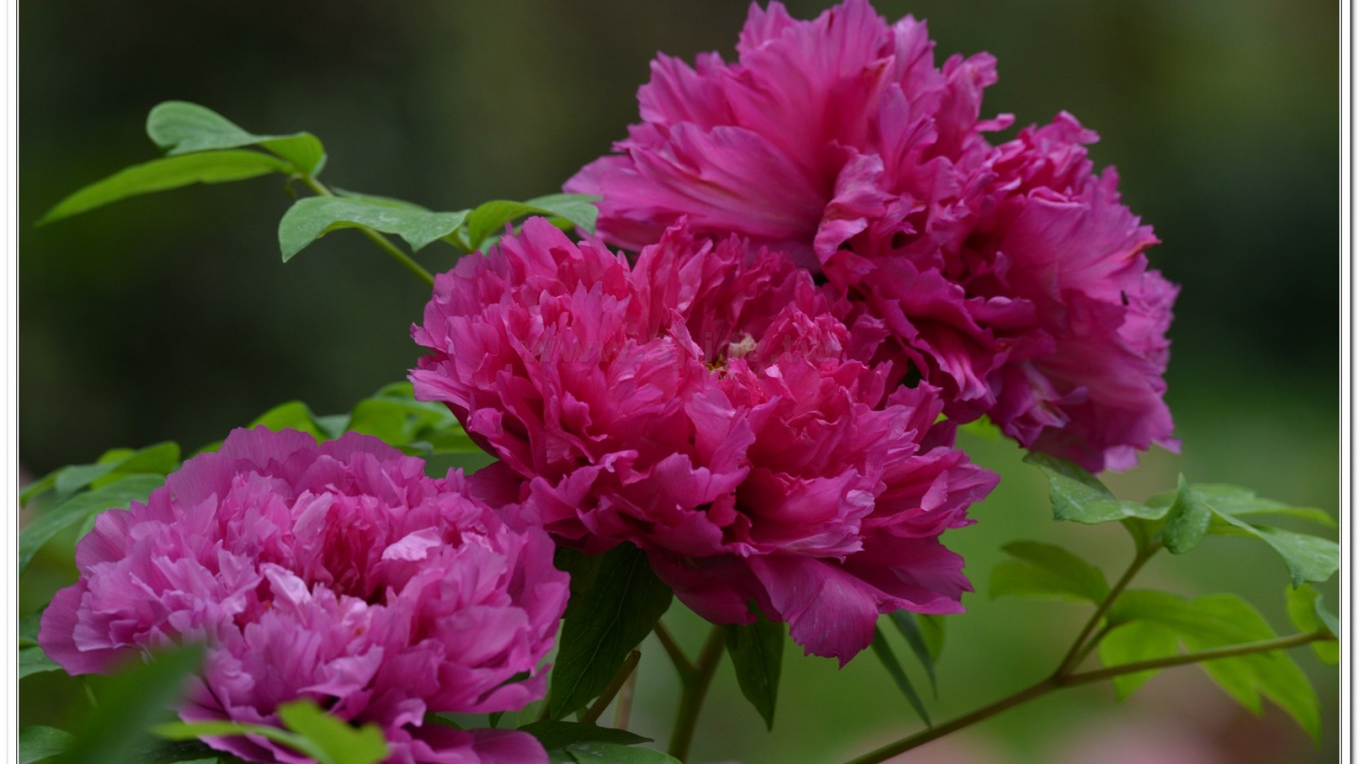 2014杉林溪牡丹花、鬱金香花季