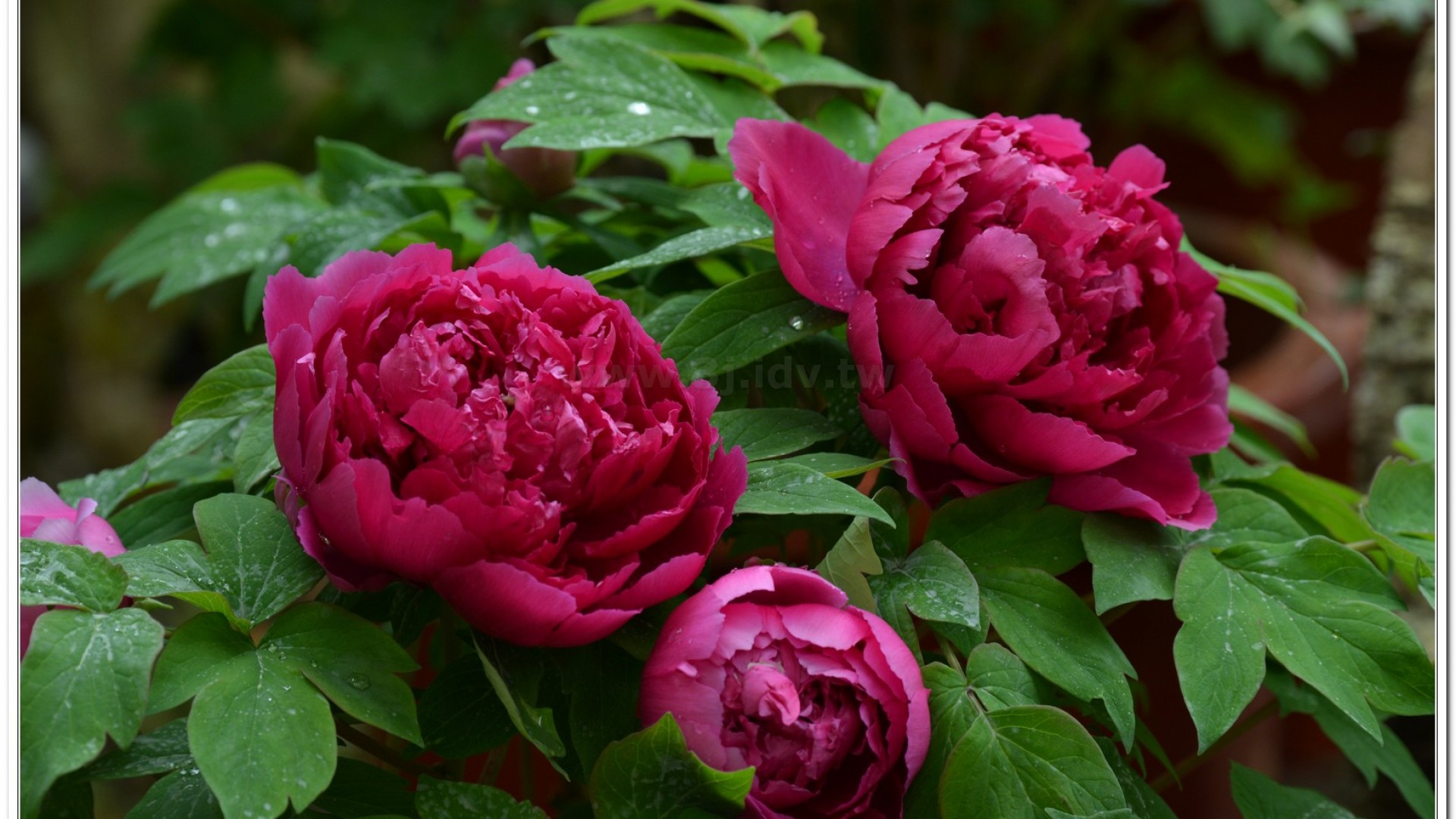 2014杉林溪牡丹花、鬱金香花季