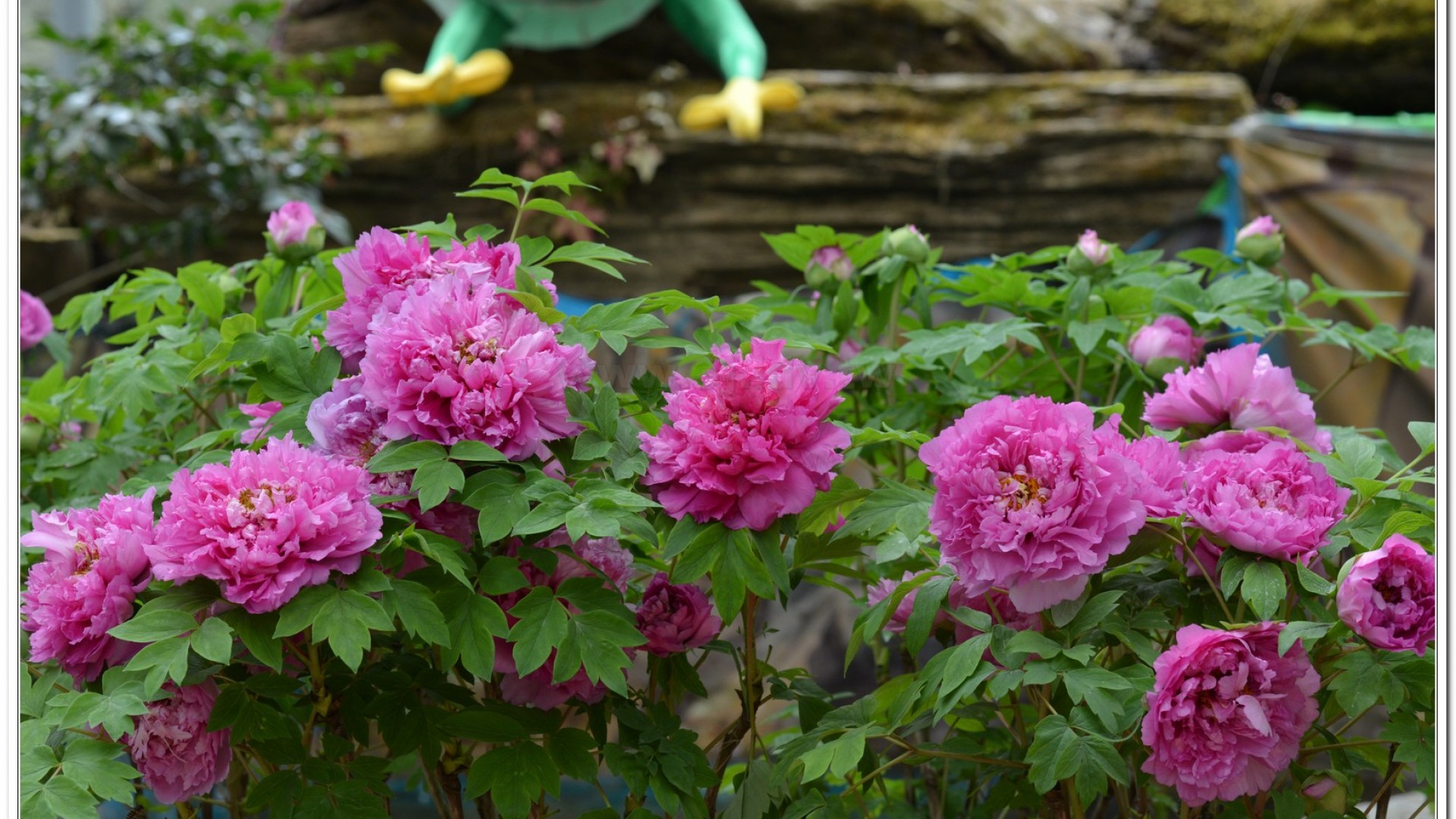 2014杉林溪牡丹花、鬱金香花季
