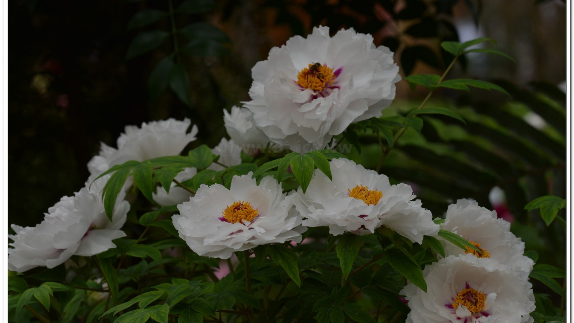 2014杉林溪牡丹花、鬱金香花季