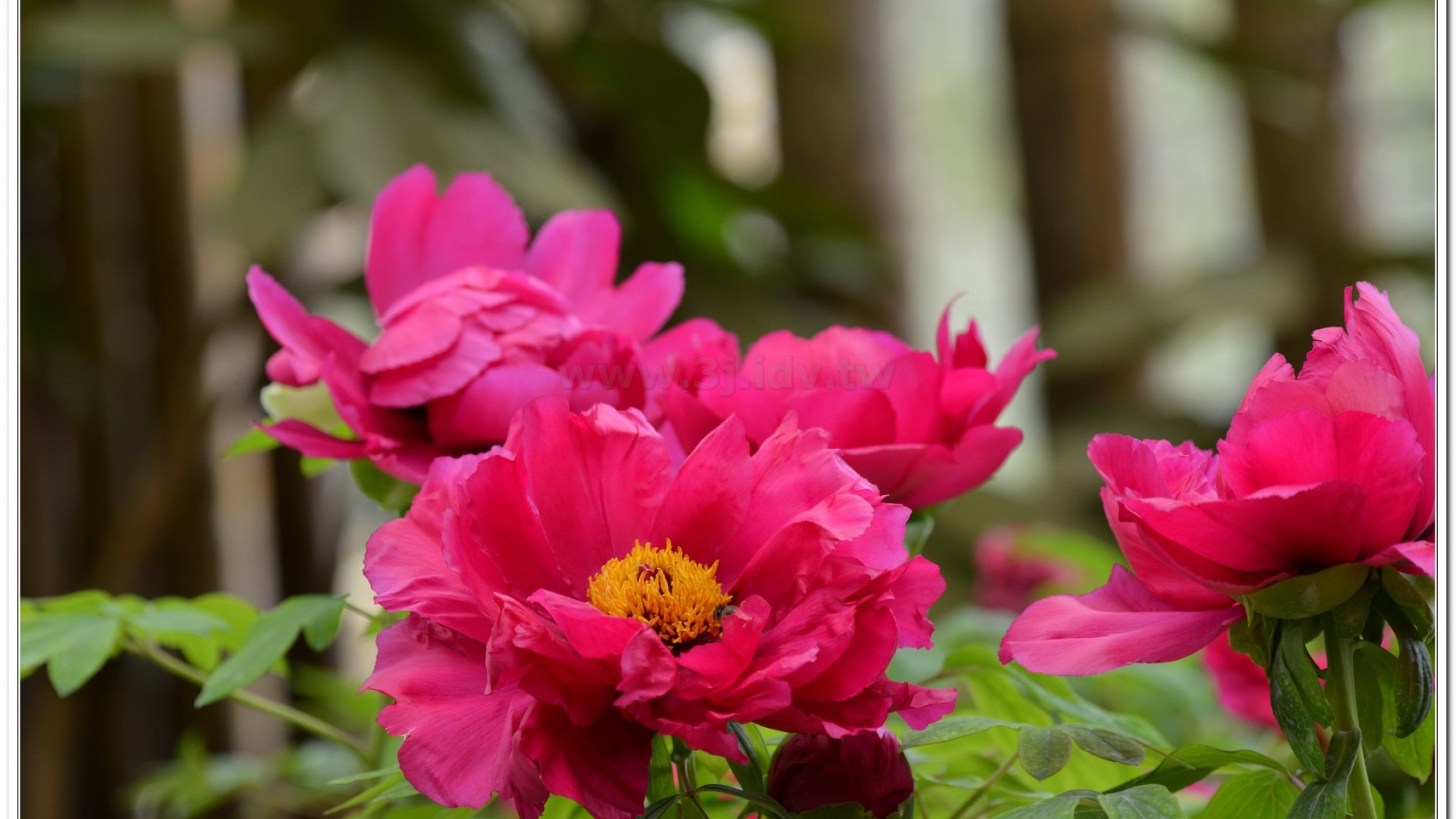 2014杉林溪牡丹花、鬱金香花季