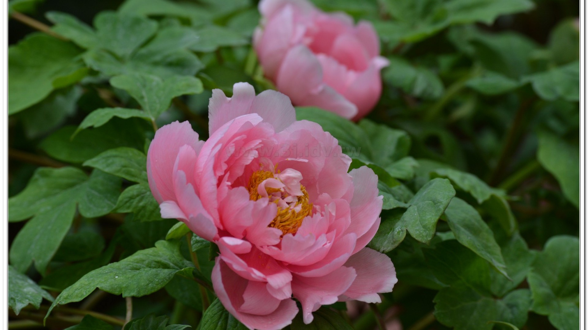 2014杉林溪牡丹花、鬱金香花季