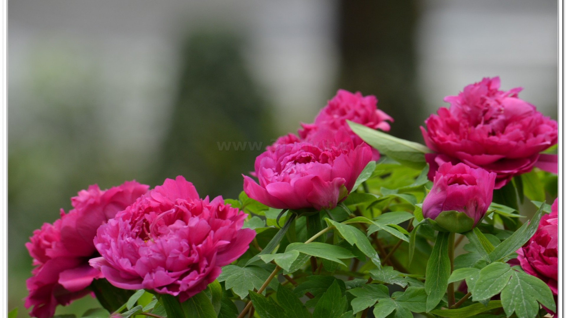 2014杉林溪牡丹花、鬱金香花季