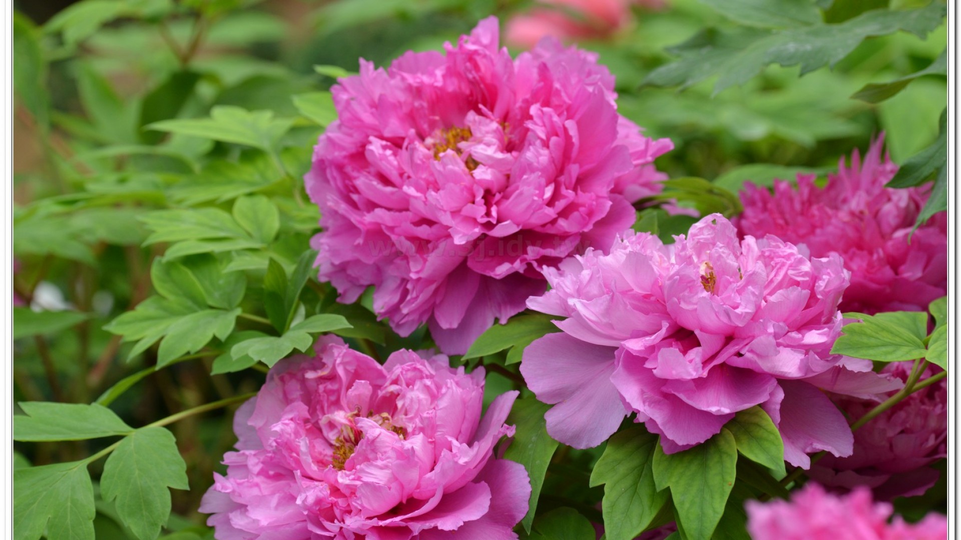 2014杉林溪牡丹花、鬱金香花季