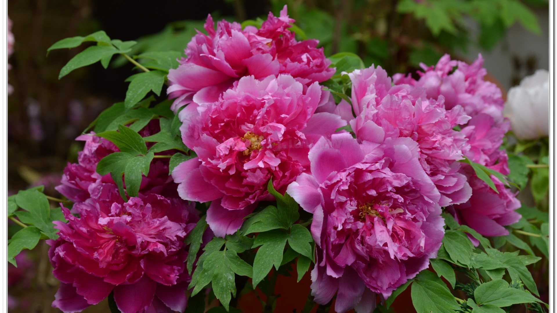 2014杉林溪牡丹花、鬱金香花季