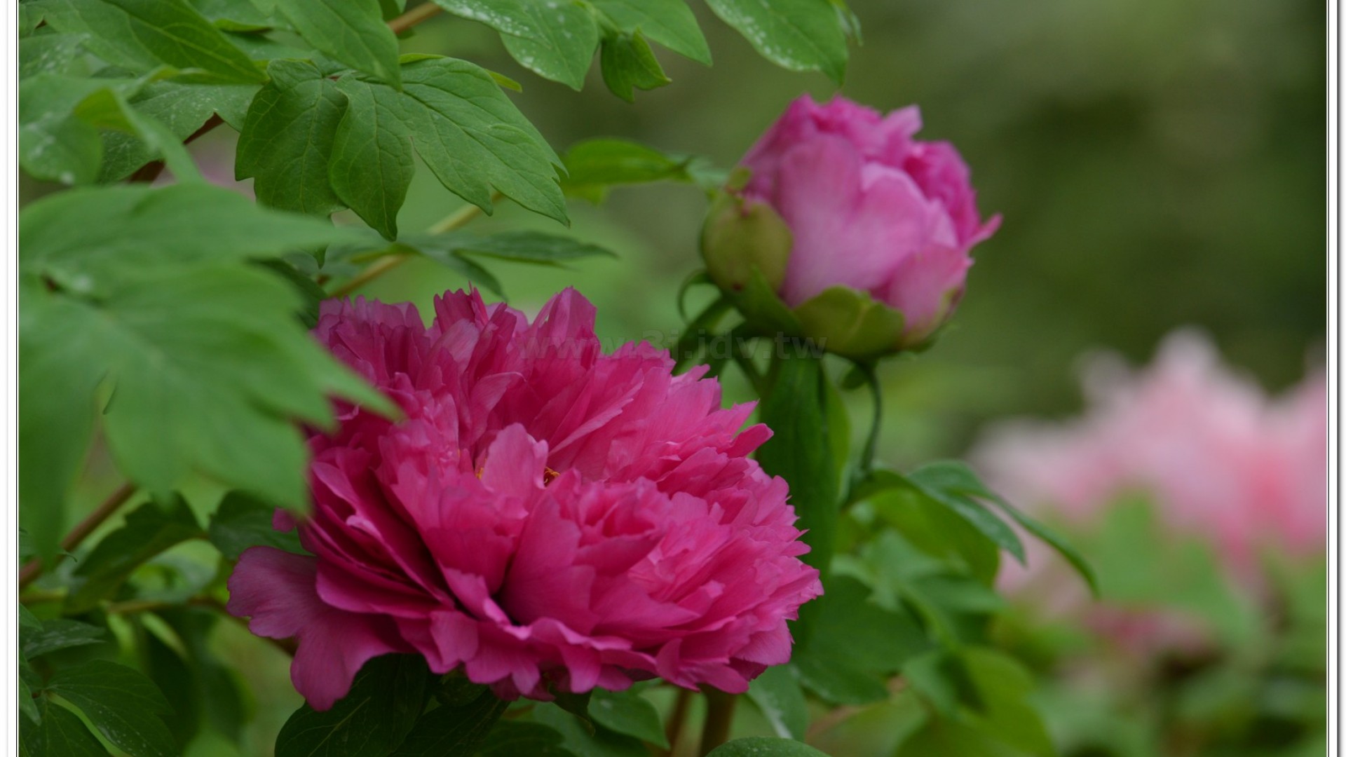 2014杉林溪牡丹花、鬱金香花季