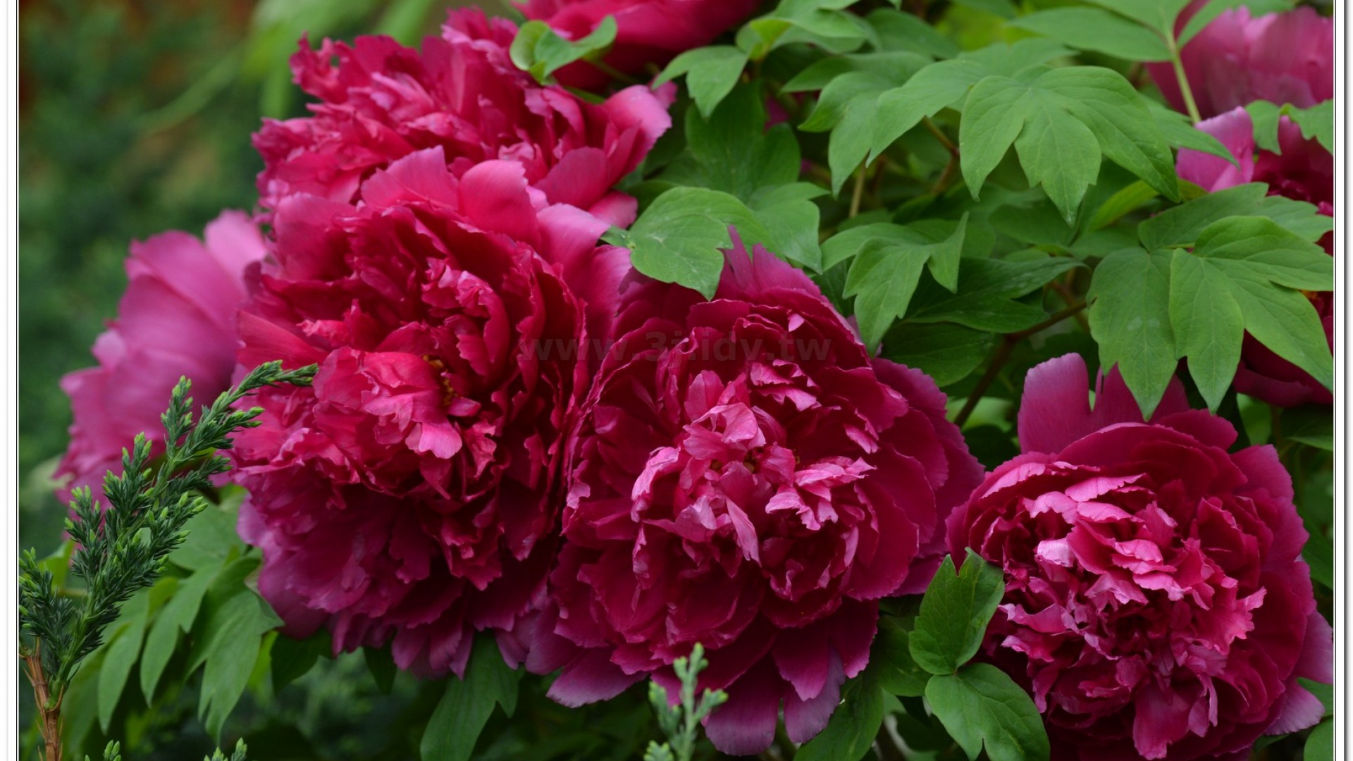 2014杉林溪牡丹花、鬱金香花季