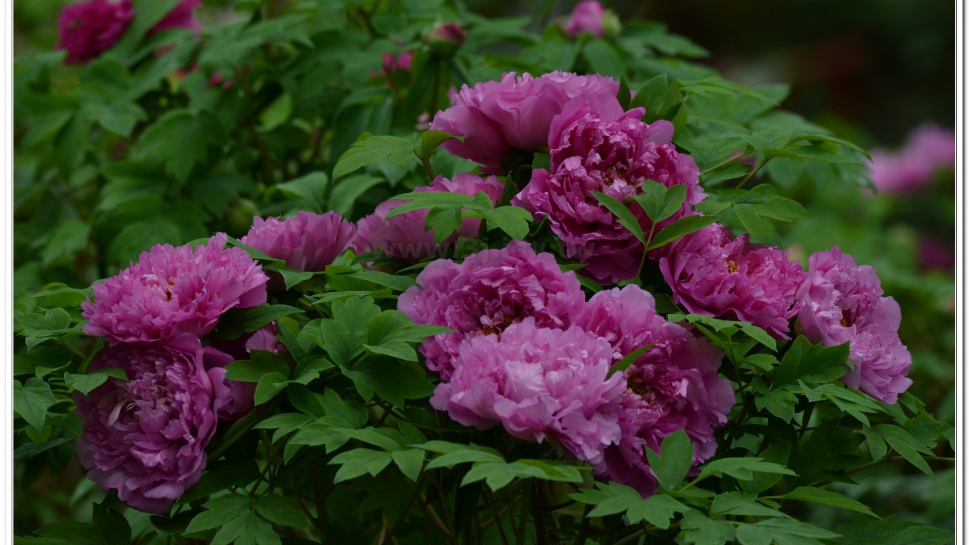 2014杉林溪牡丹花、鬱金香花季