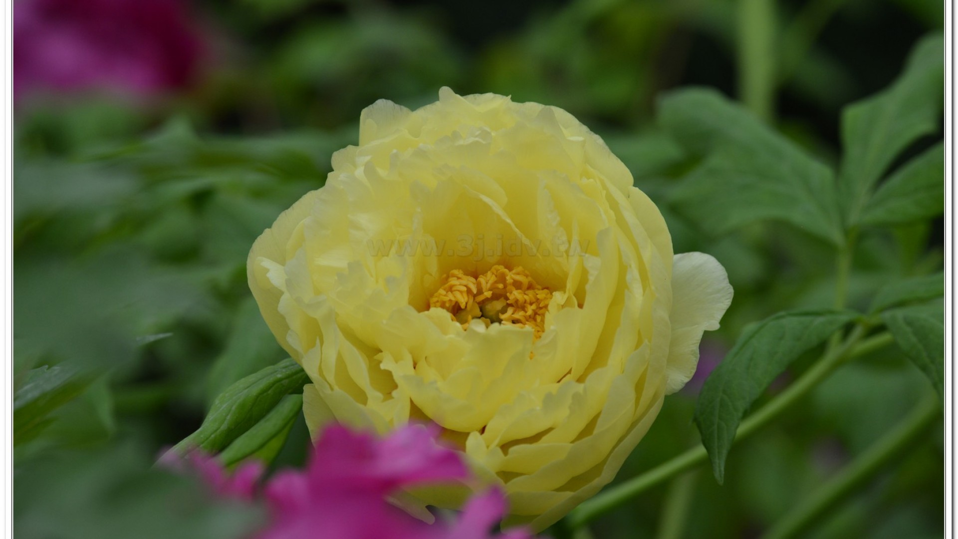2014杉林溪牡丹花、鬱金香花季
