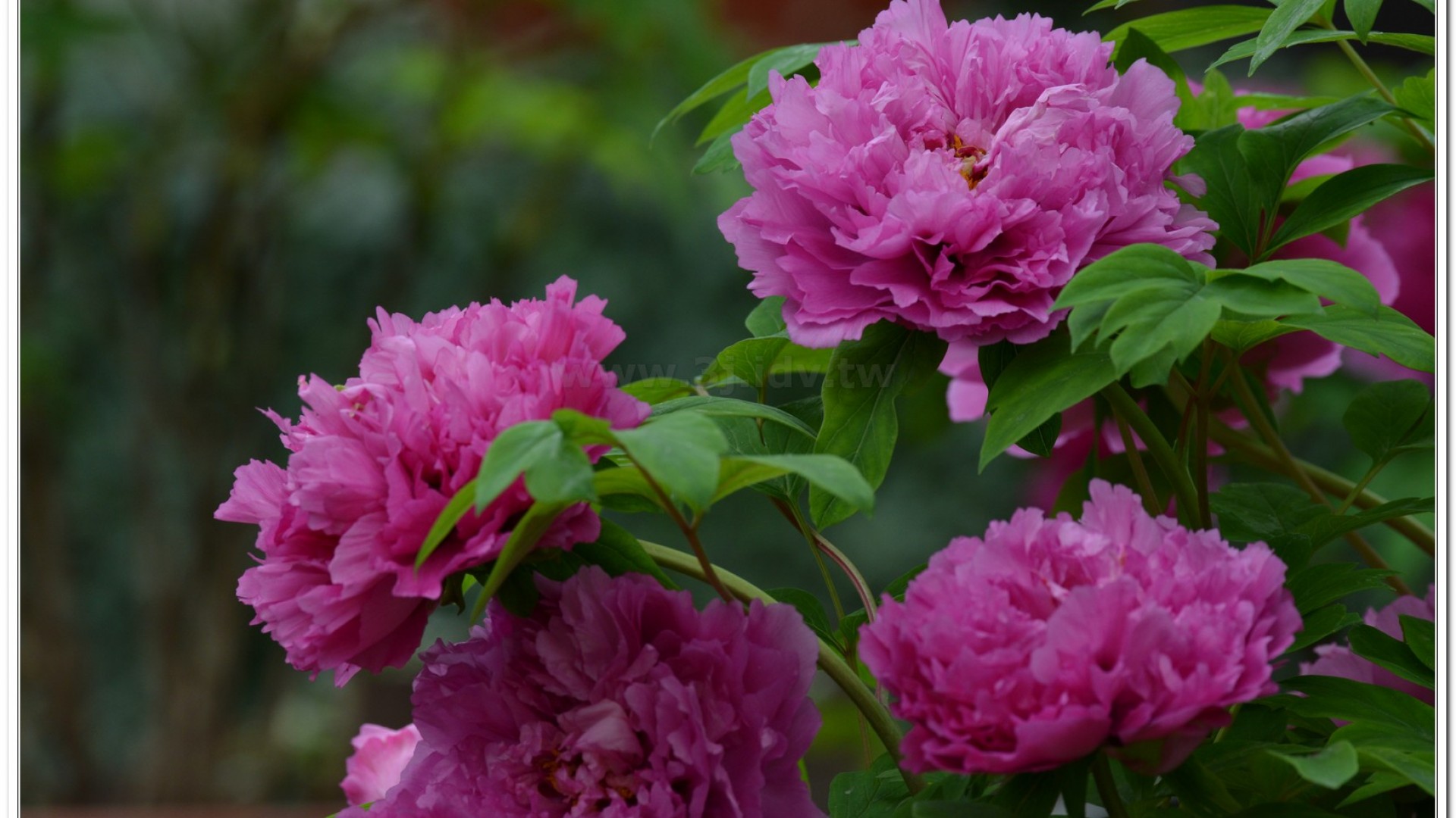 2014杉林溪牡丹花、鬱金香花季