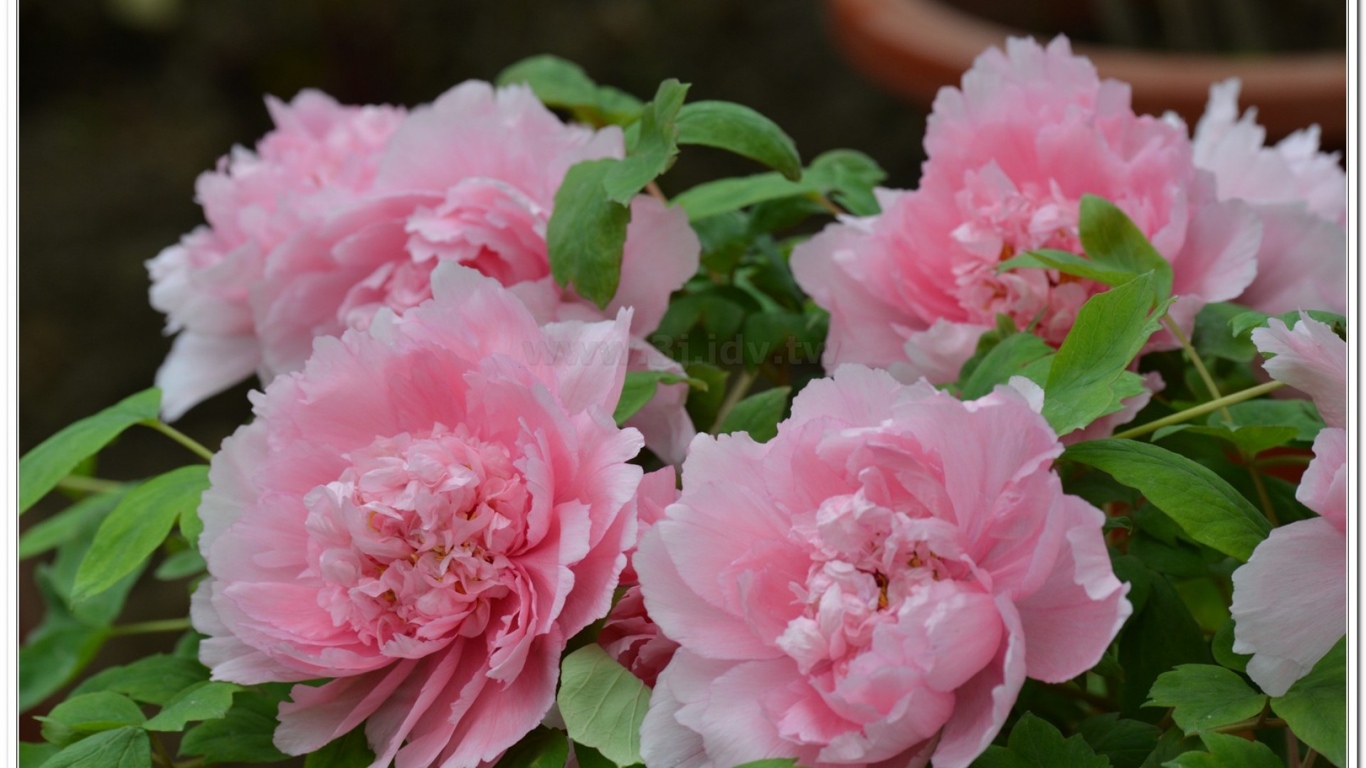 2014杉林溪牡丹花、鬱金香花季