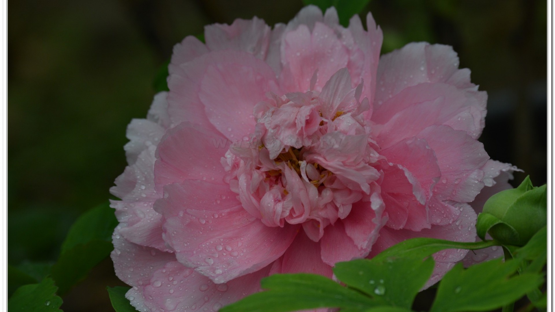 2014杉林溪牡丹花、鬱金香花季