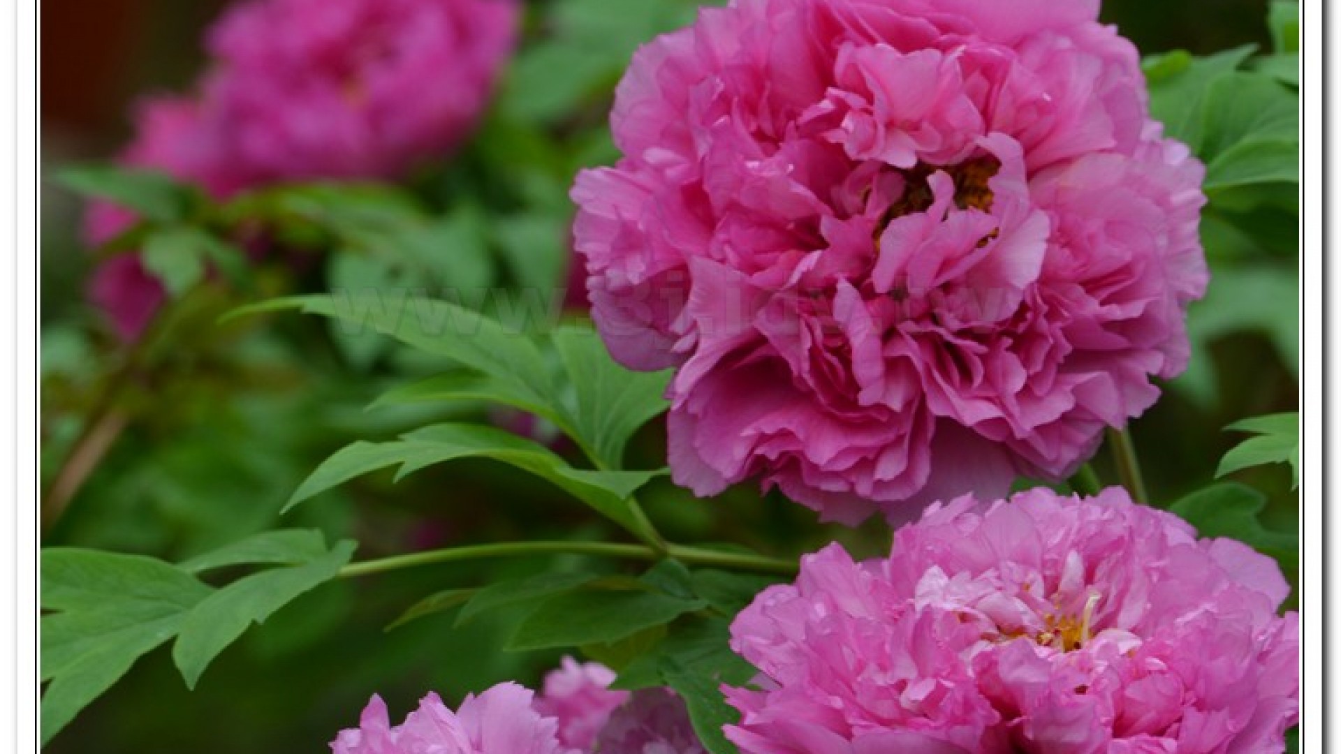 2014杉林溪牡丹花、鬱金香花季