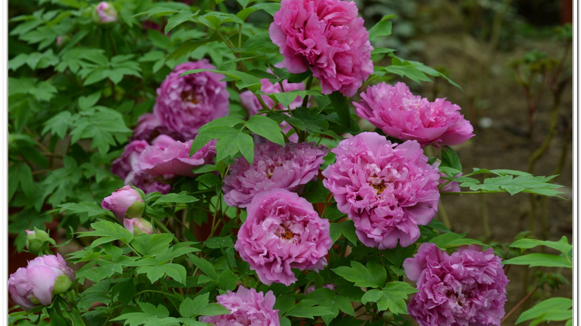 2014杉林溪牡丹花、鬱金香花季