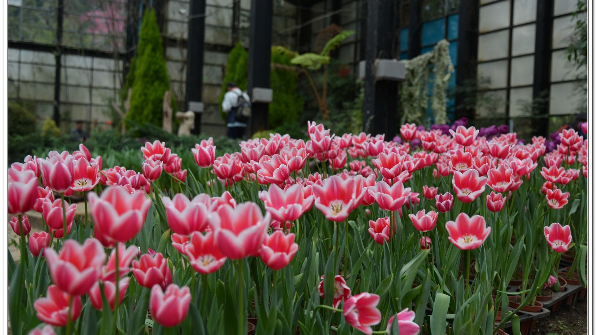 2014杉林溪牡丹花、鬱金香花季