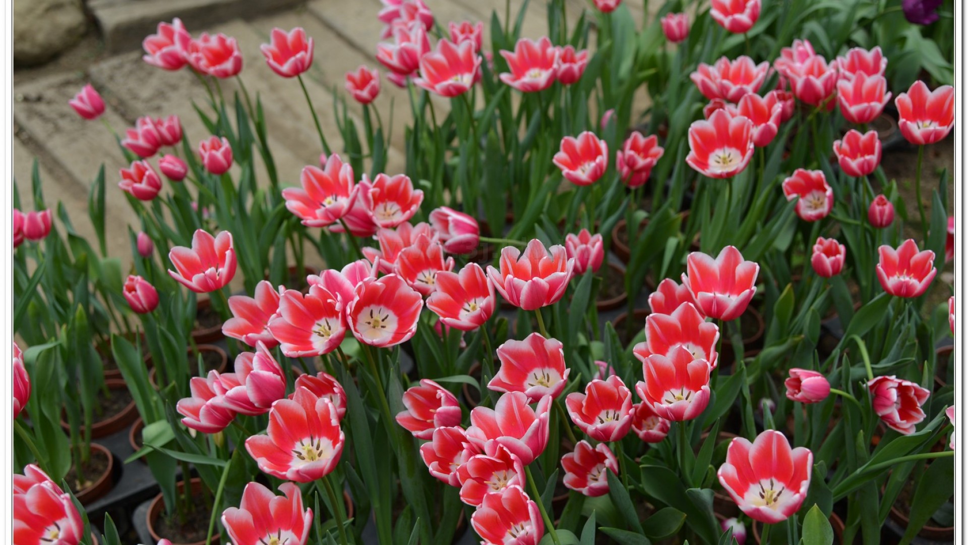 2014杉林溪牡丹花、鬱金香花季